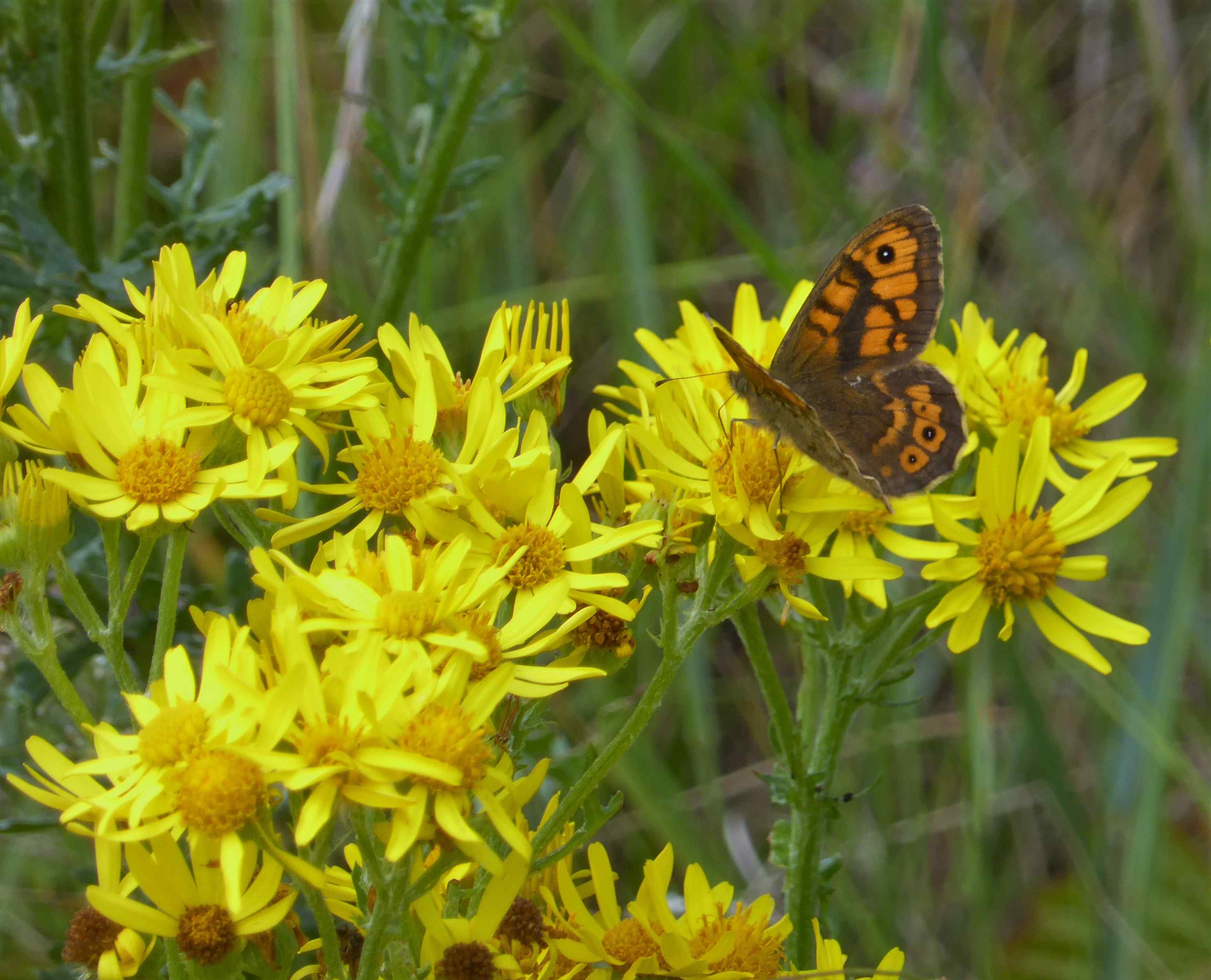 Male Wall Brown