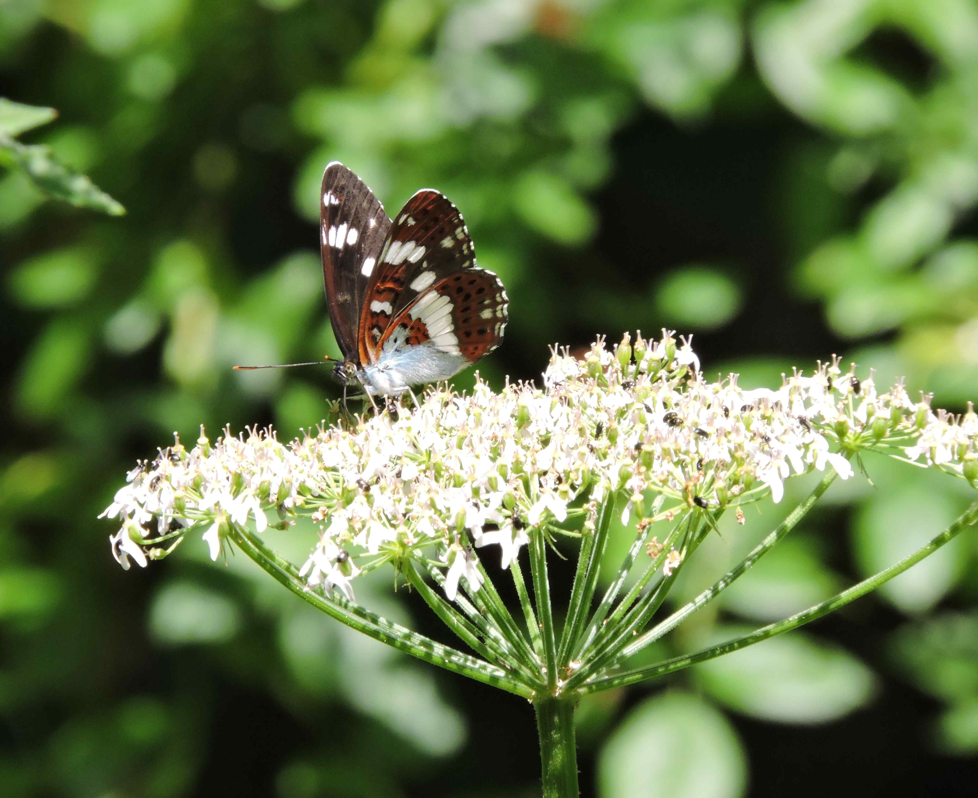 White Admiral