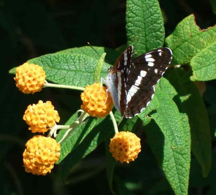 Imagine my surprise to see this highly localised Lincolnshire beauty on our buddleia globosa!