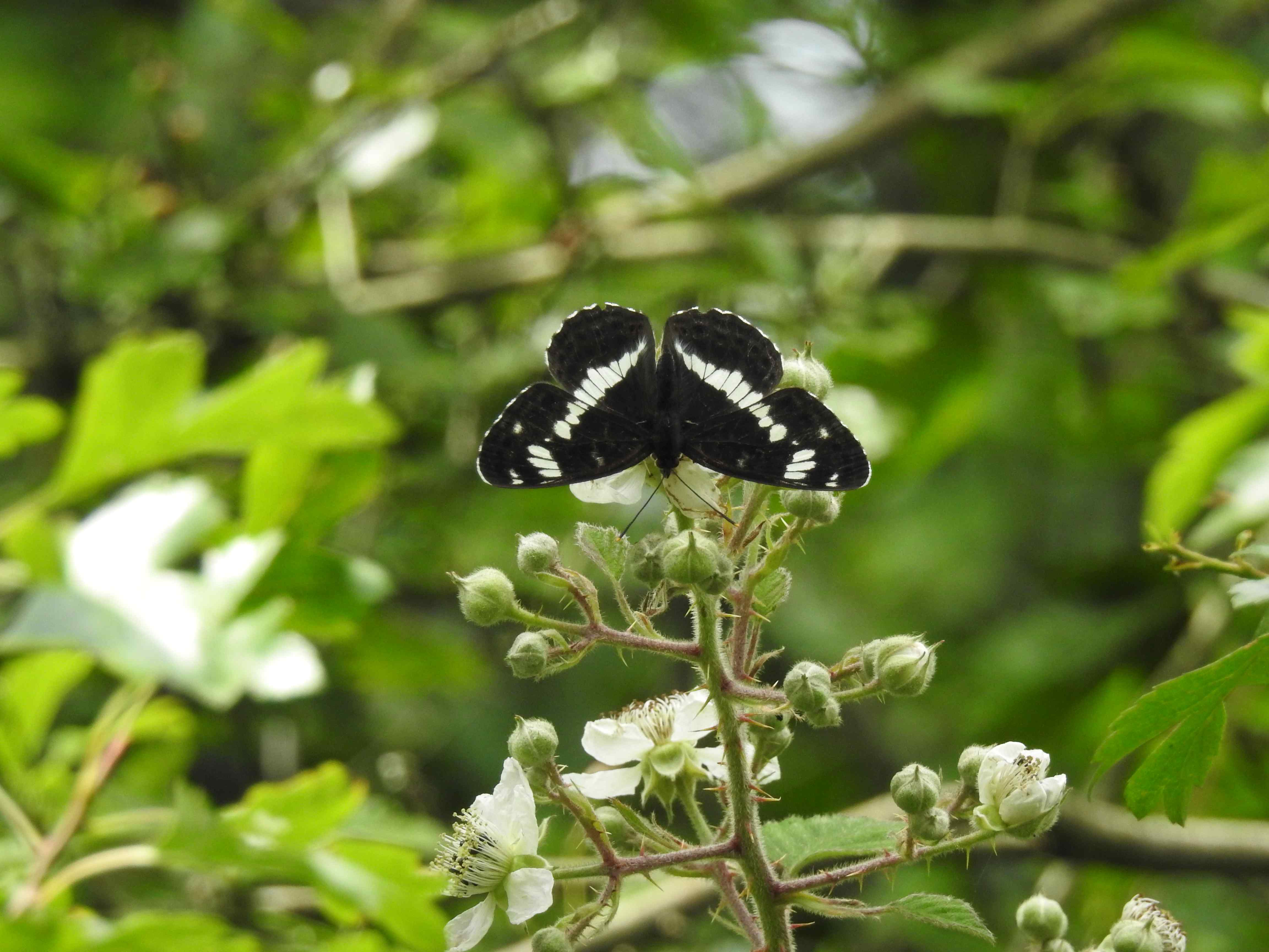White Admiral