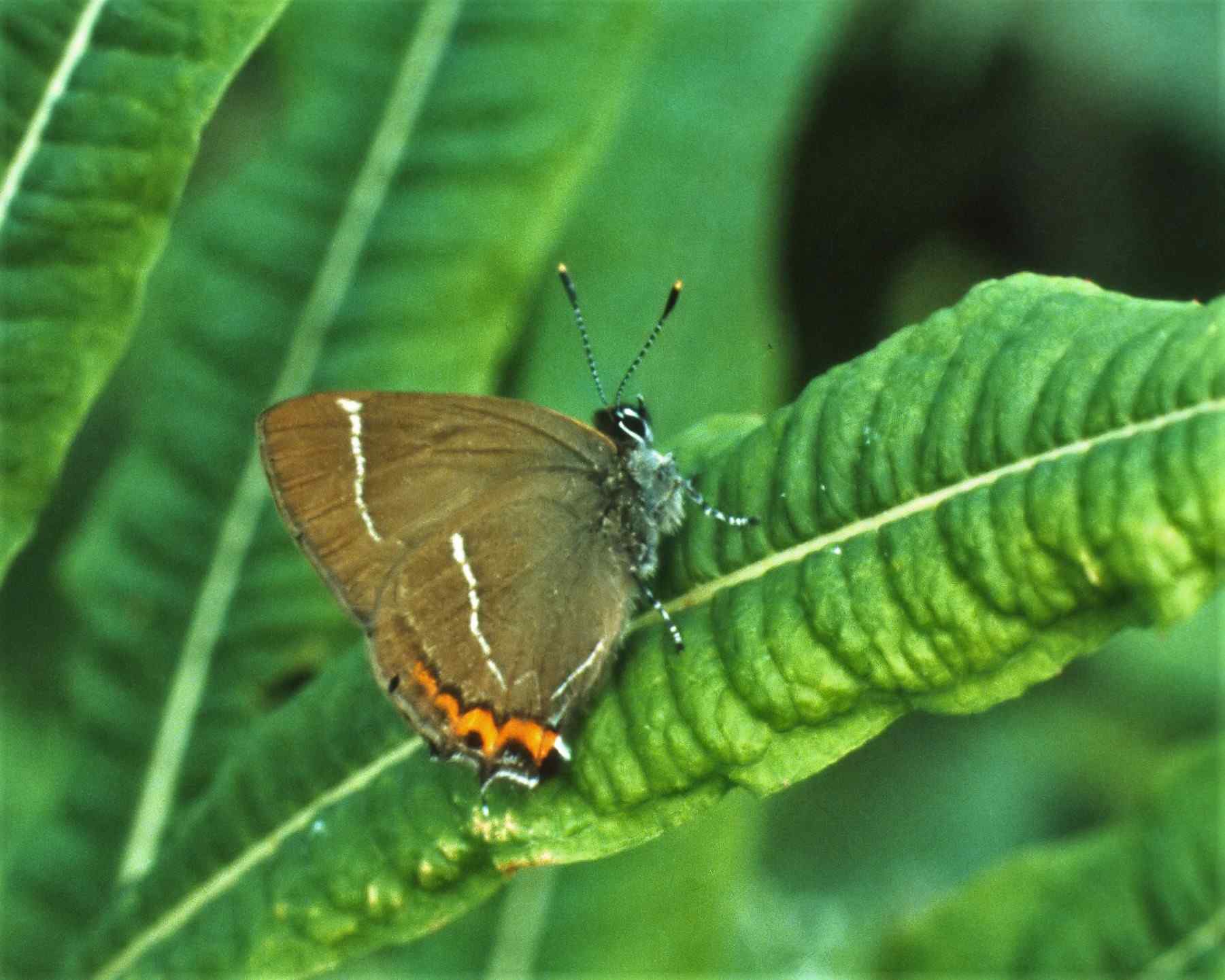 White-letter Hairstreak