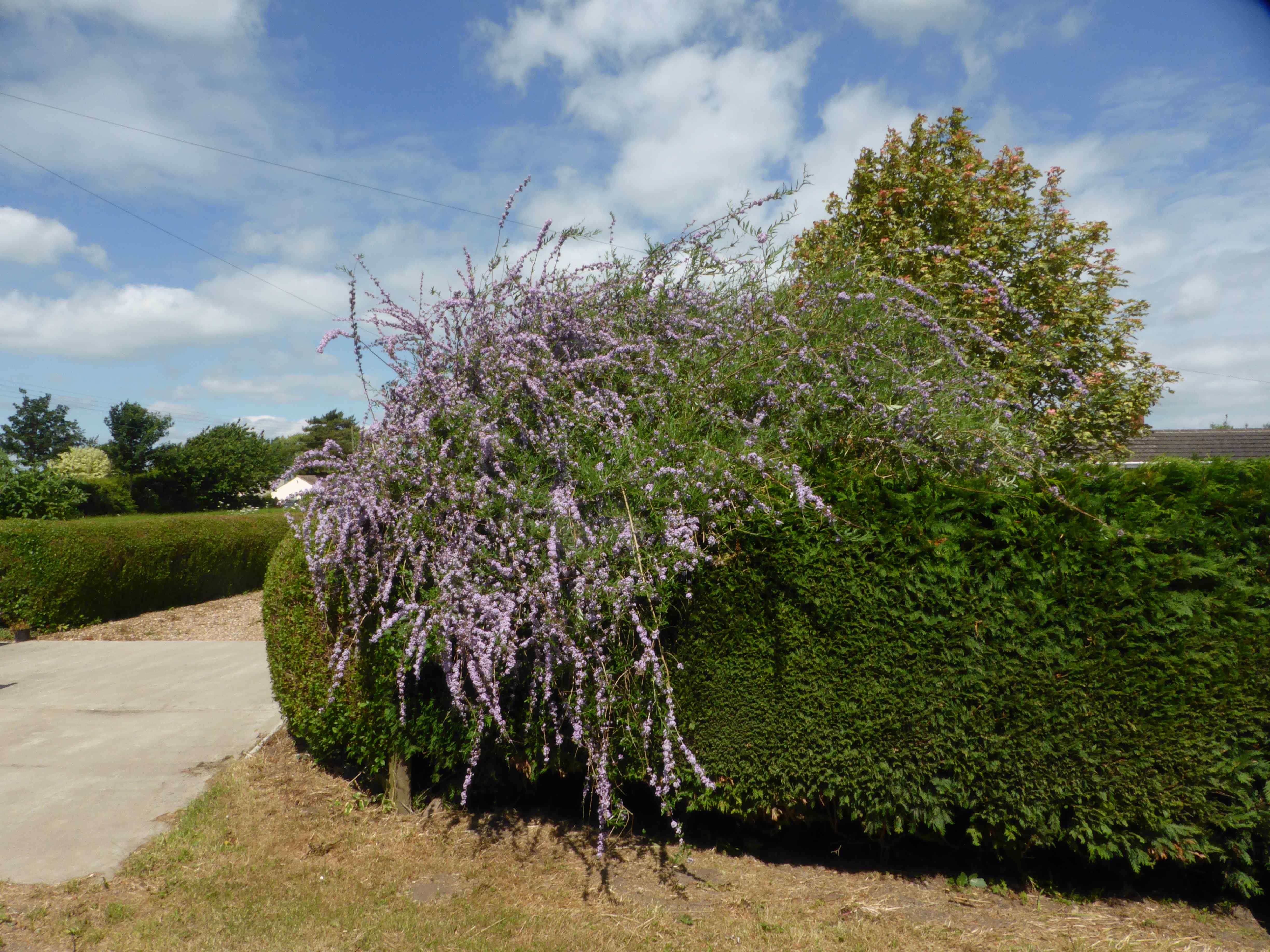 The weeping branches of b. alternifolia