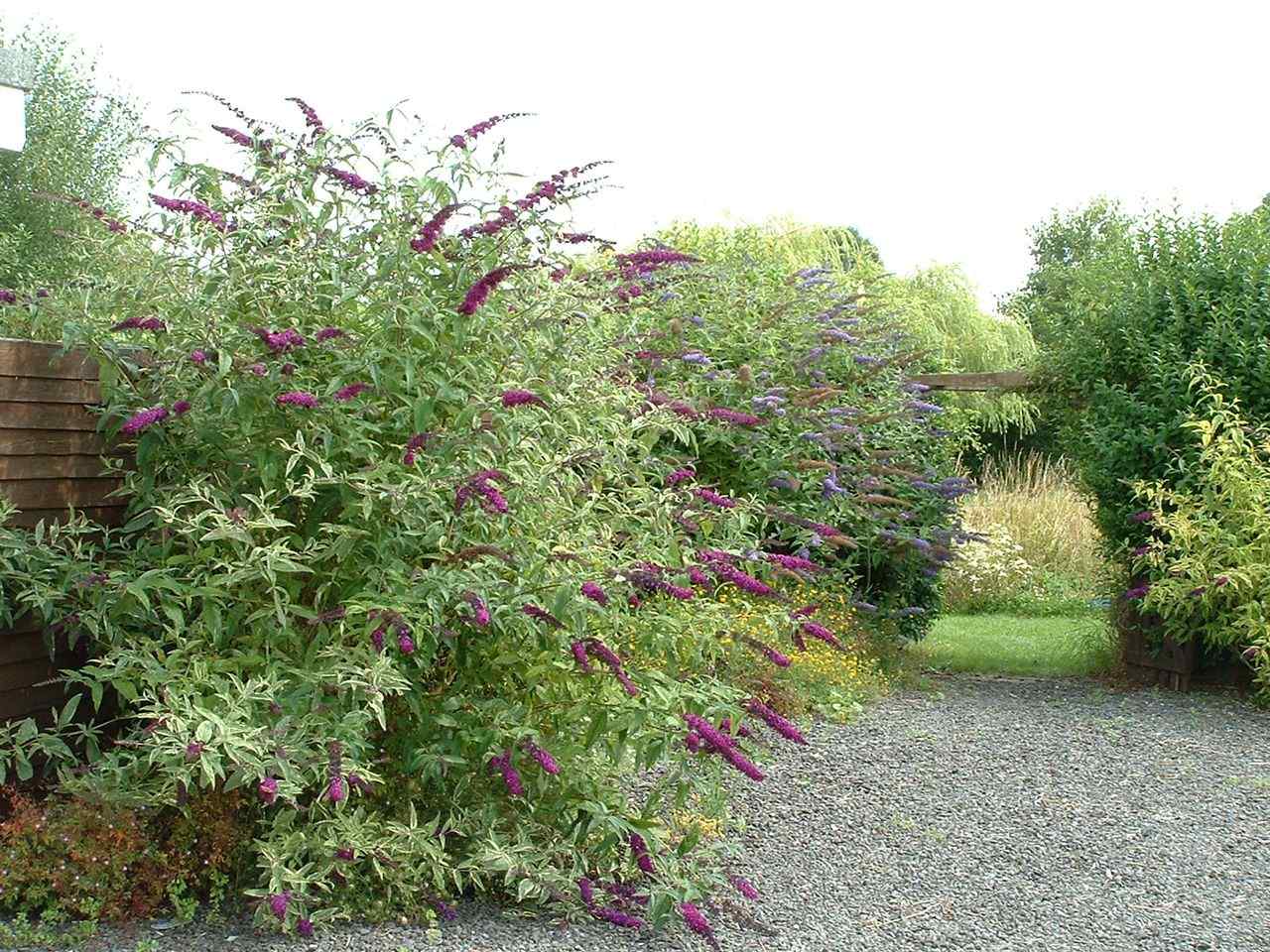 b. royal red