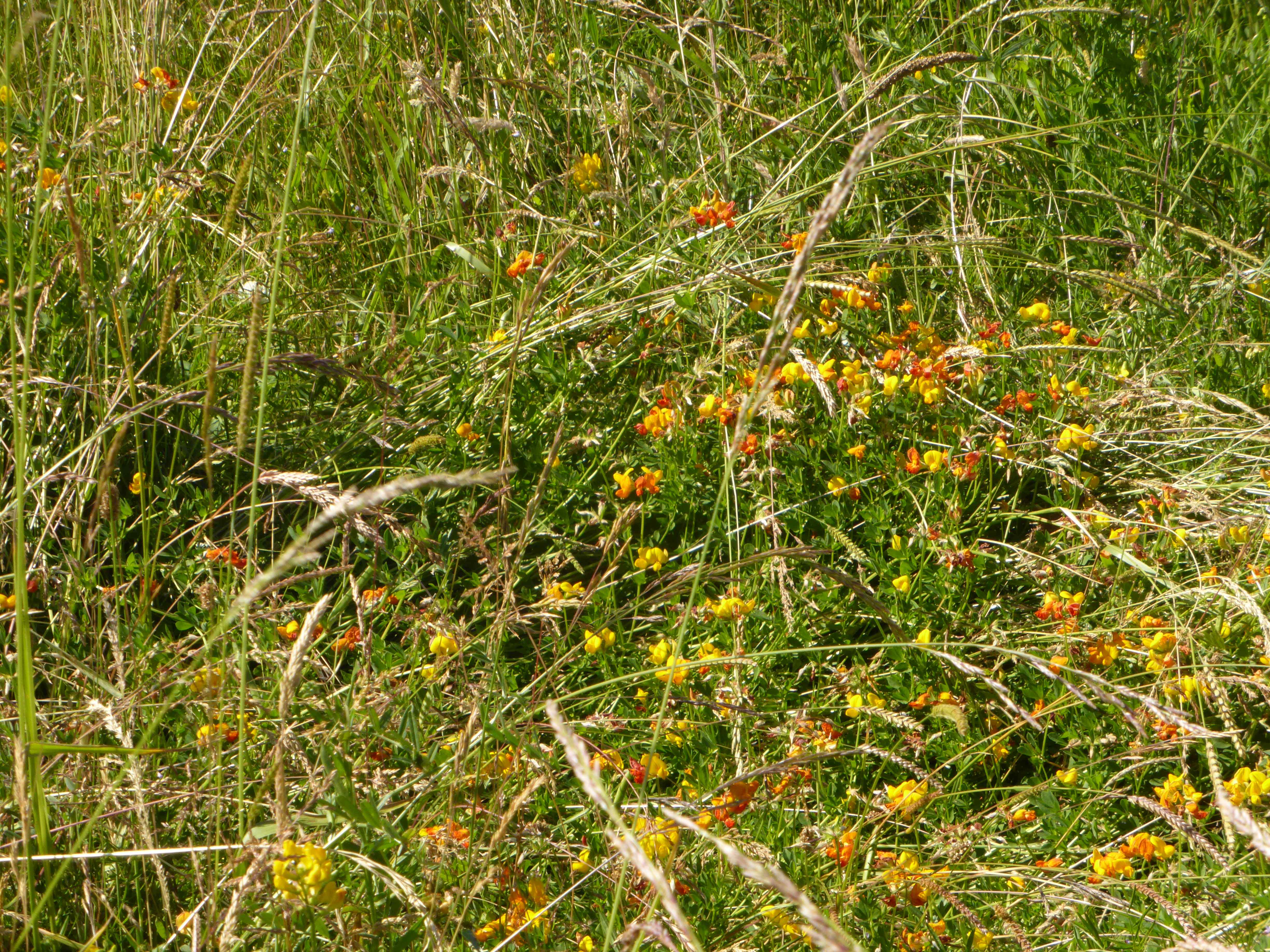 Bird's-foot trefoil – a VIP