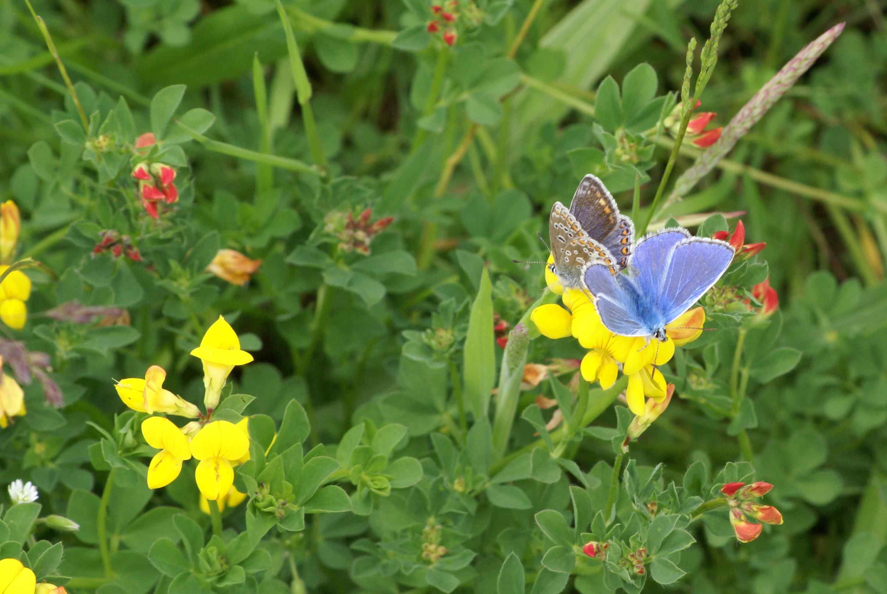 Birds-foot trefoil