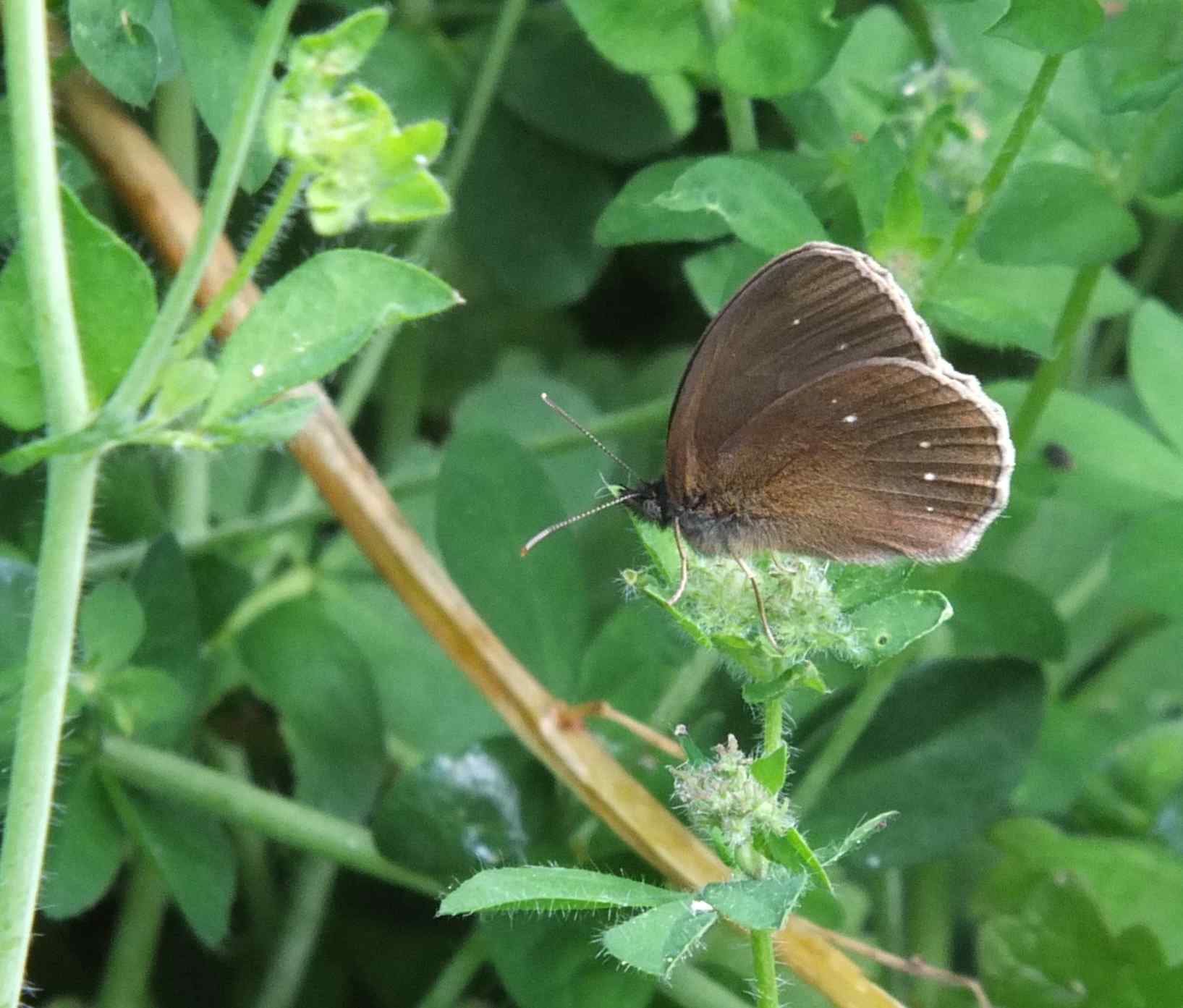 A rare aberration that we occasionally see. Known as the blind Ringlet with the outer circles of the ringlets missing.