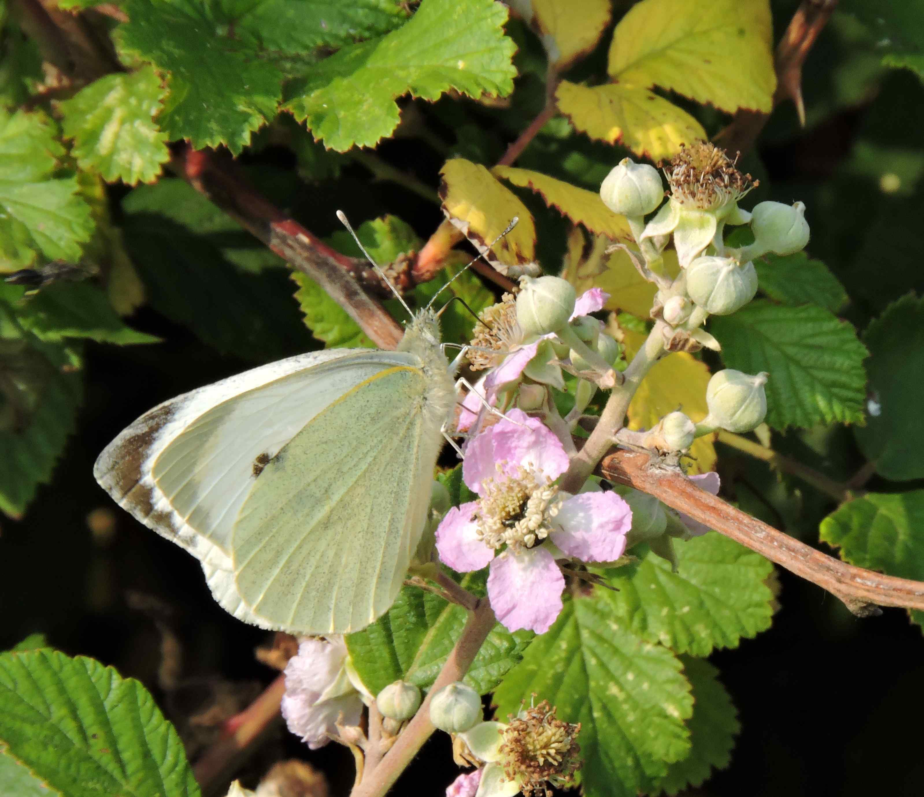 bramble blossom