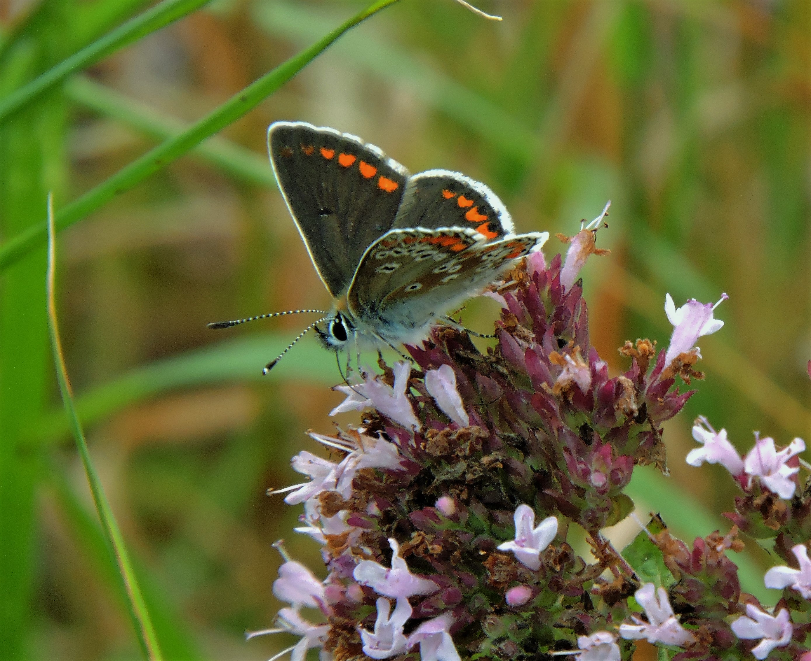 A Home for Butterflies