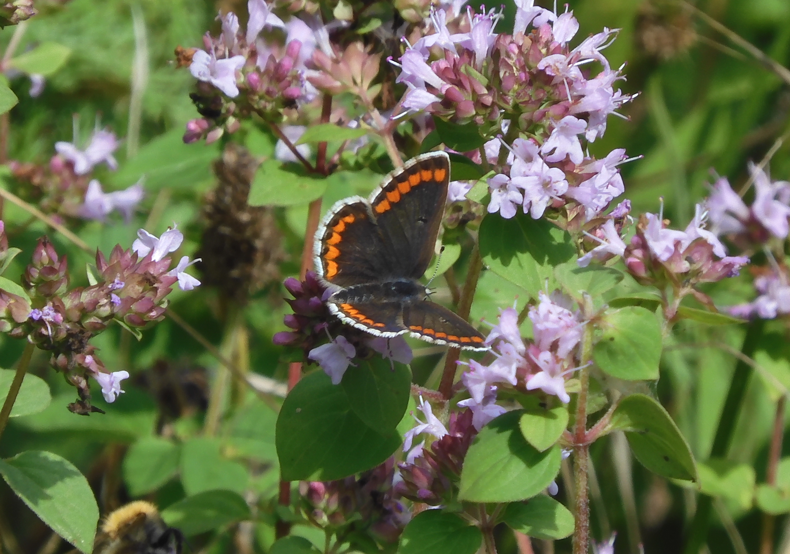 Brown Argus