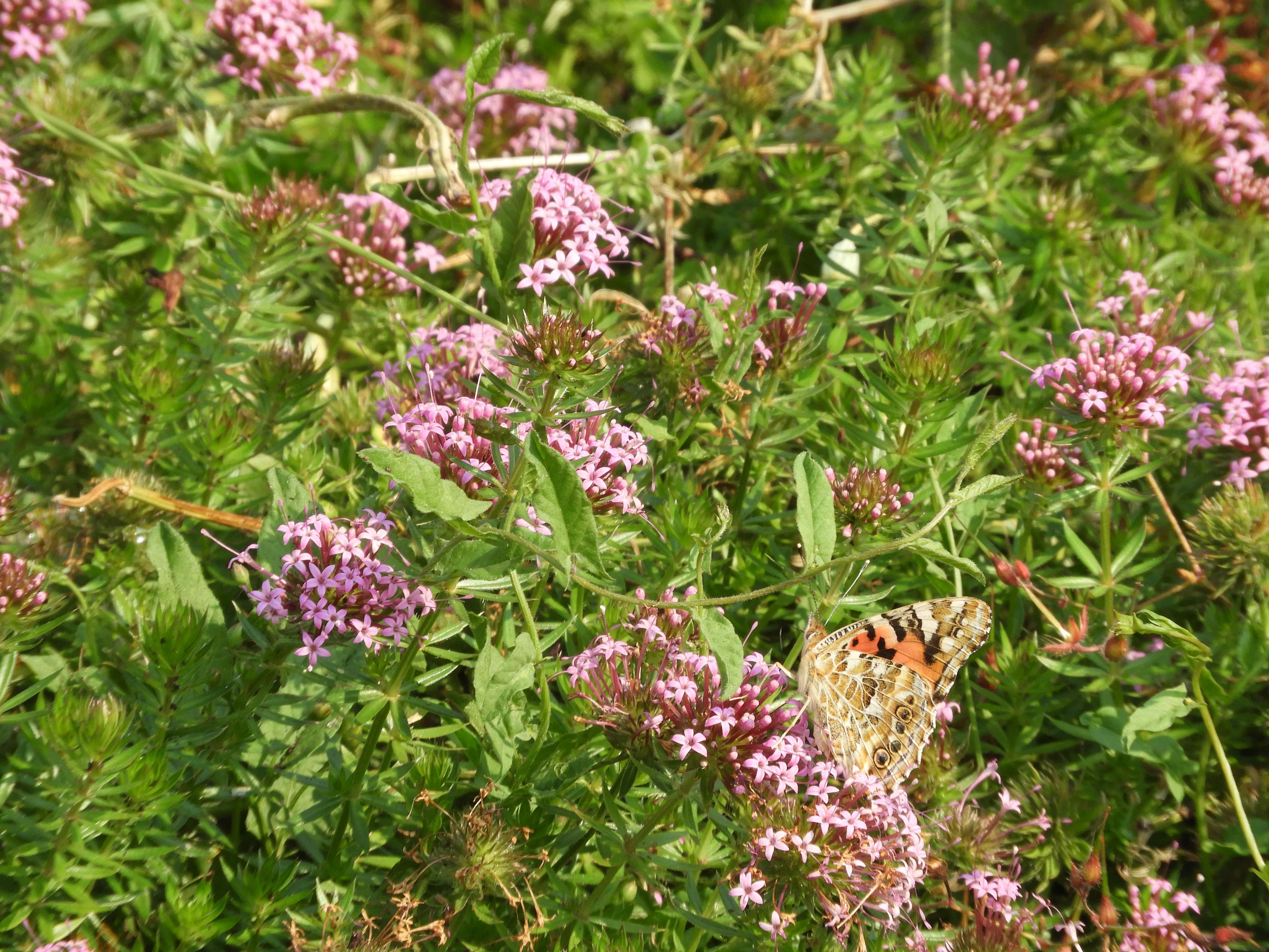 Crosswort