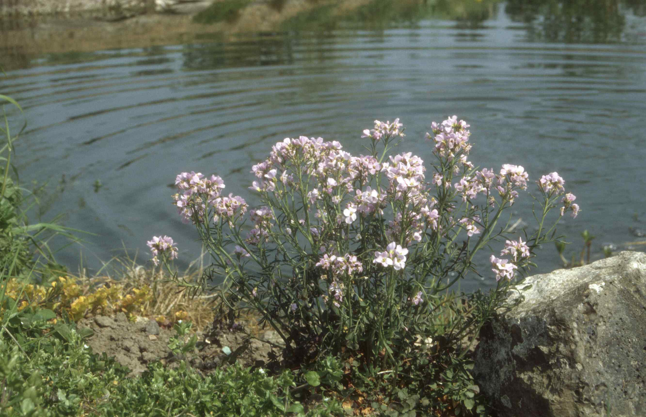 cuckoo flower