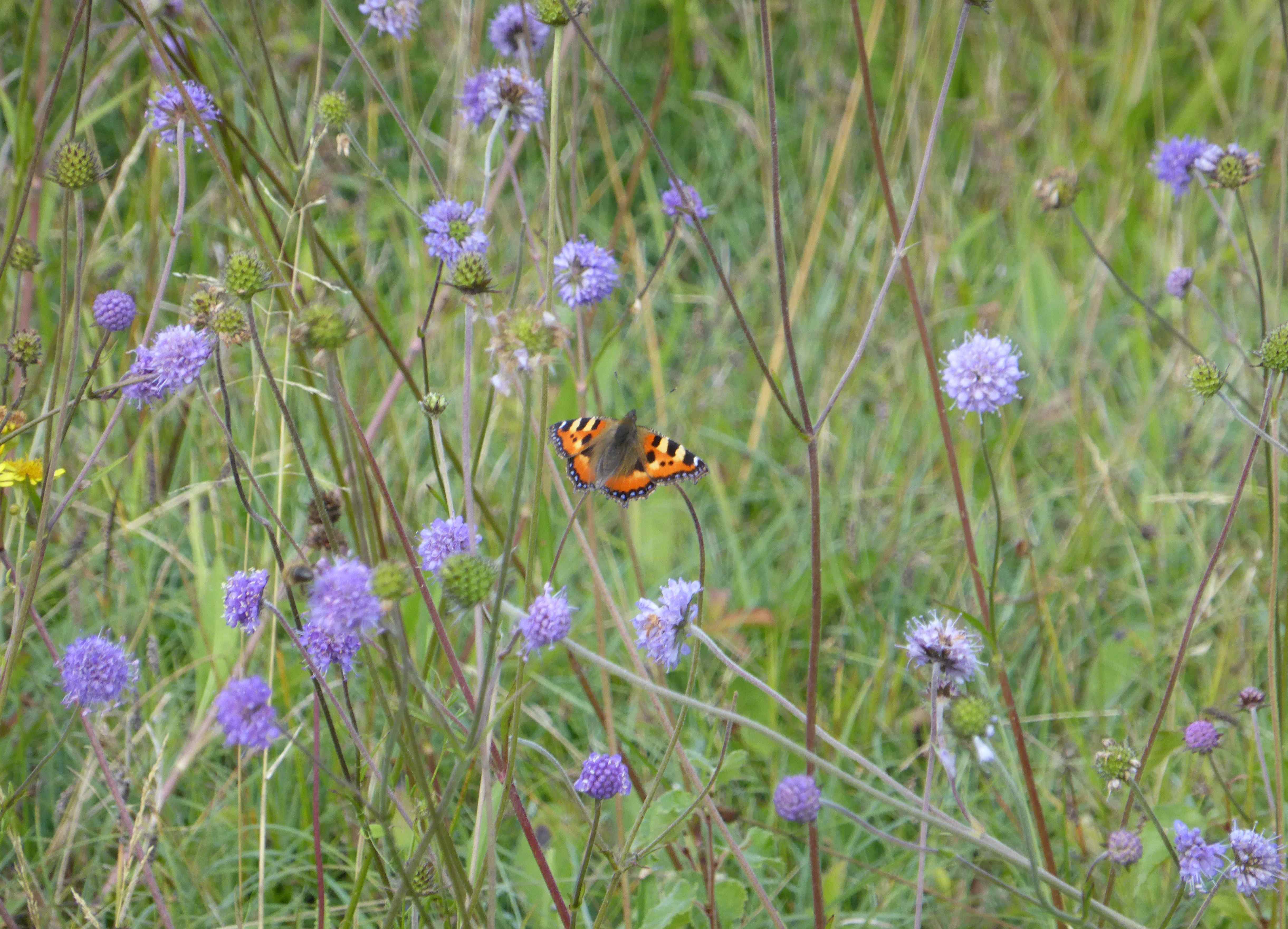 Devil's-bit scabious with Small Tortoiseshells and Comma drinking its nectar.