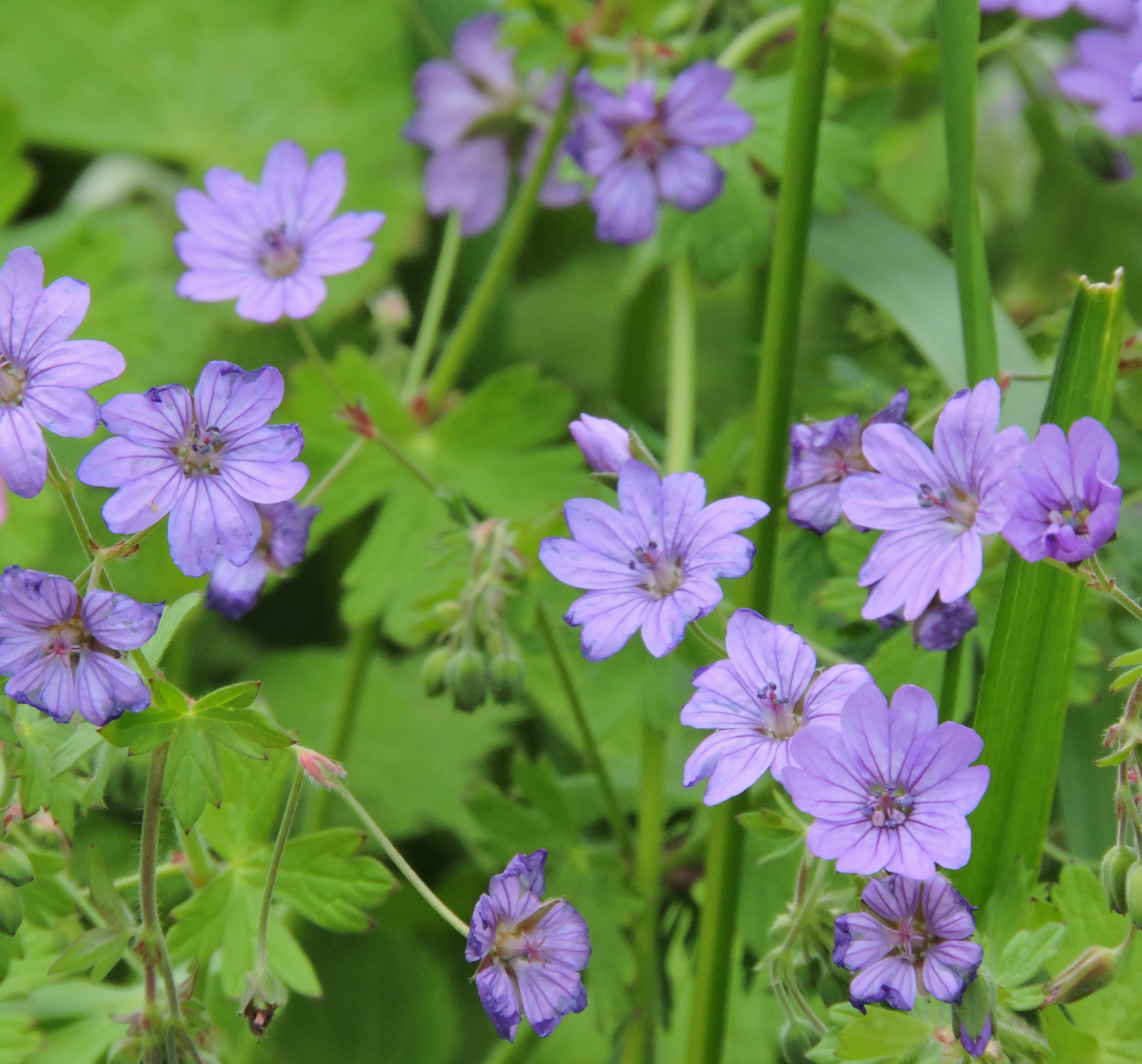 Dove's-foot cranesbill