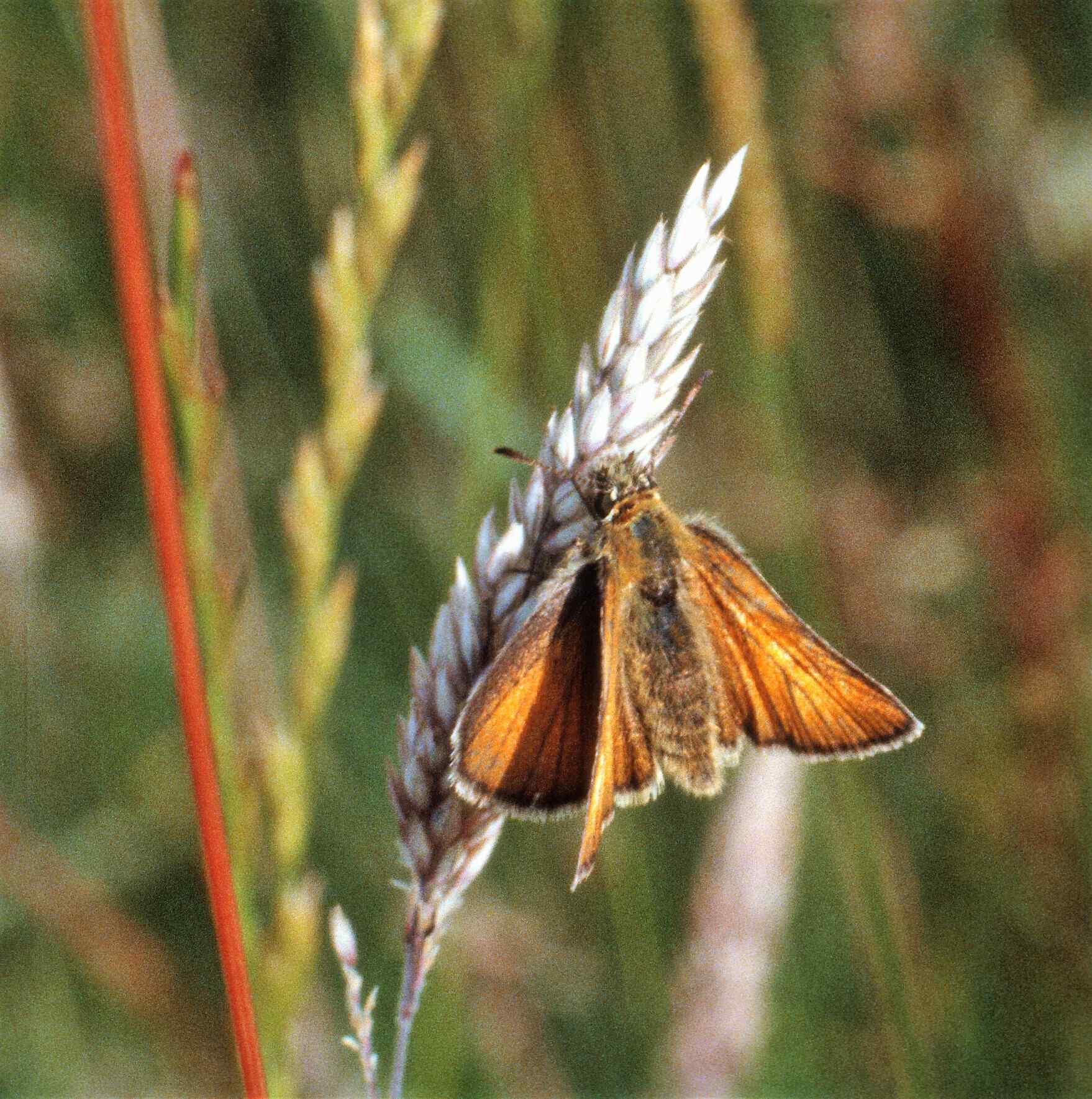 The female alights on the flower head of the Yorkshire fog and then crawls backwards down the grass until she feels the sheath with her abdomen, thence laying six or so eggs in the sheath.