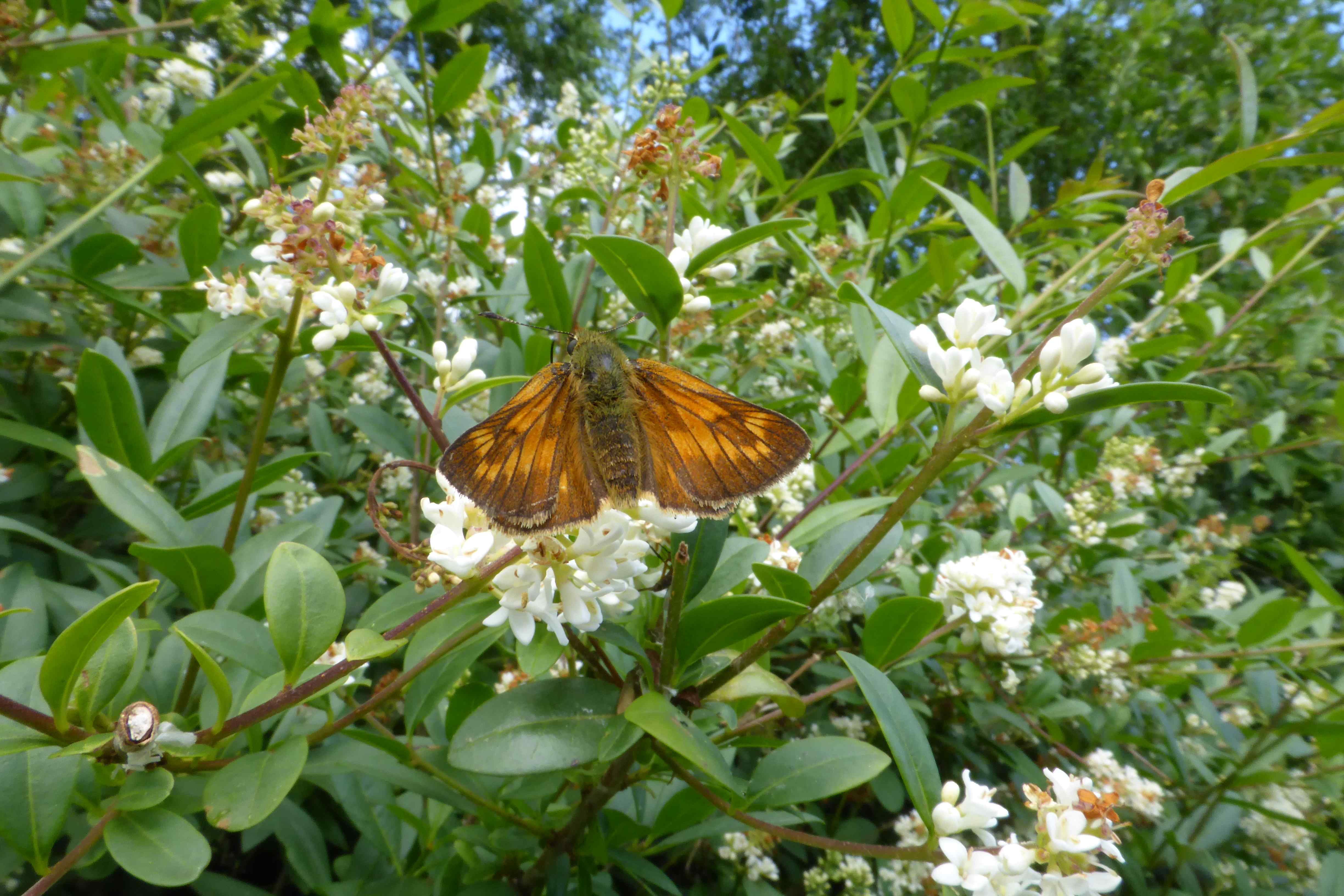 Female Large Skipper