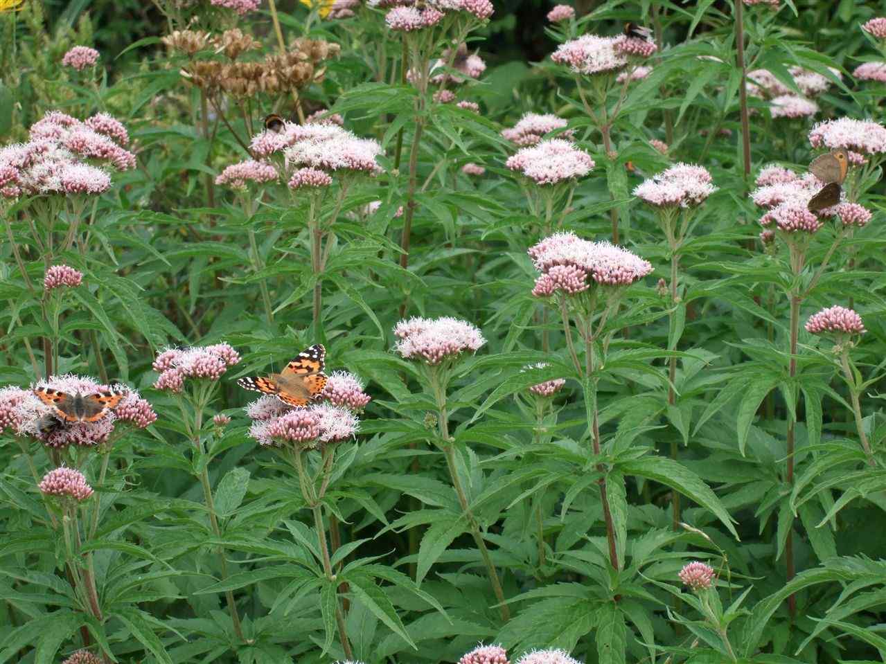hemp agrimony