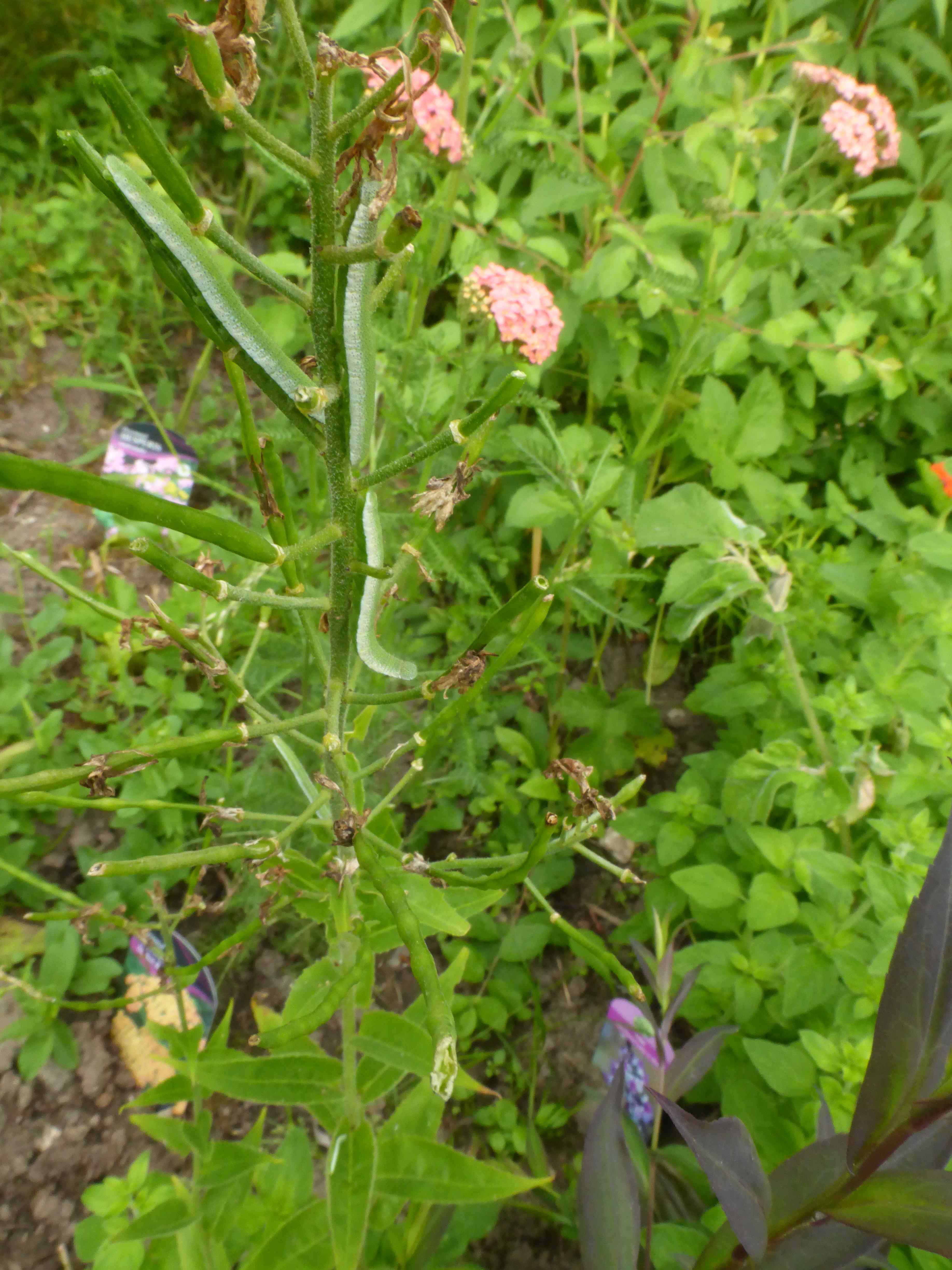 Larval foodplants