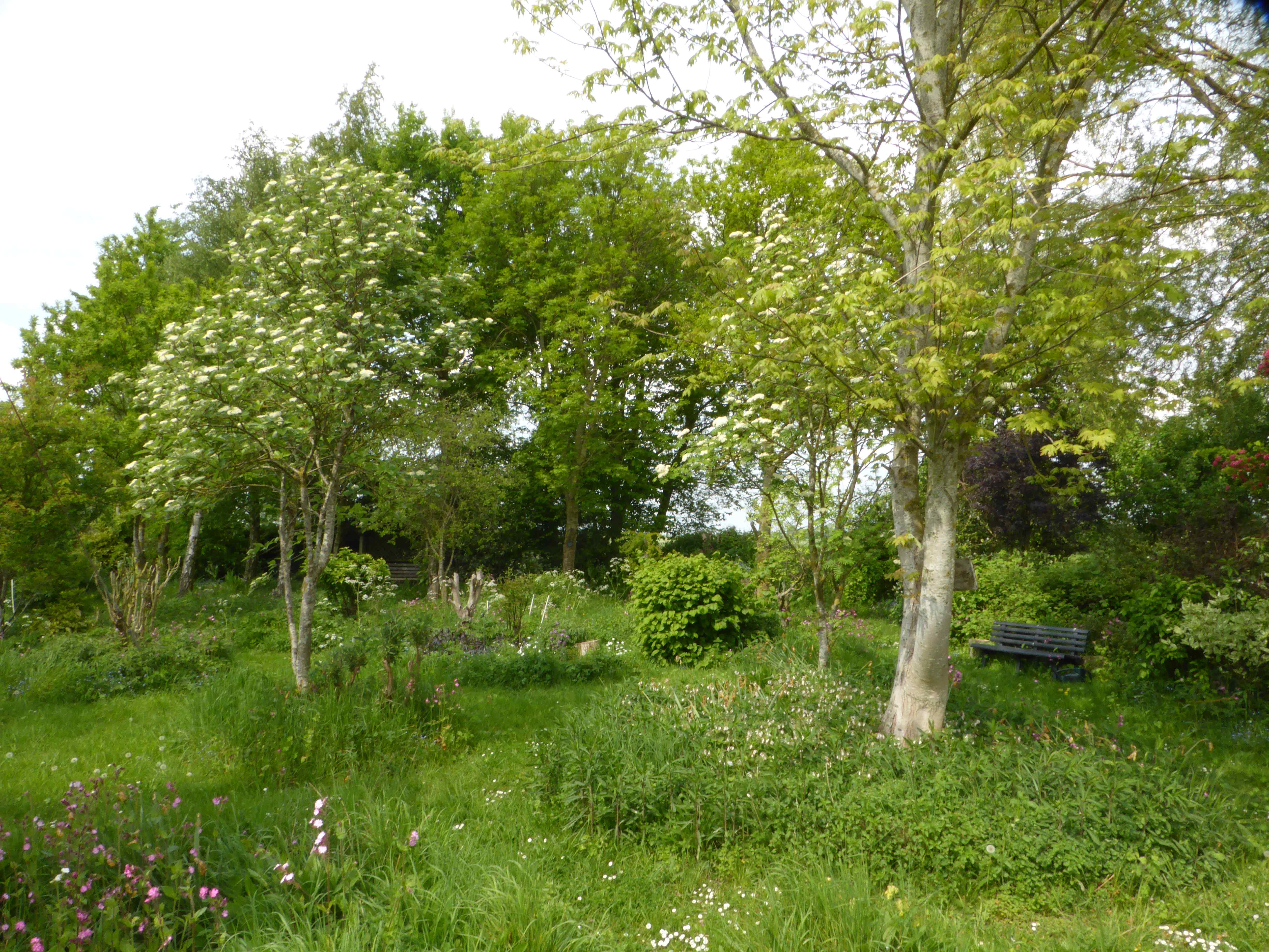 Mature Woodland Garden 1