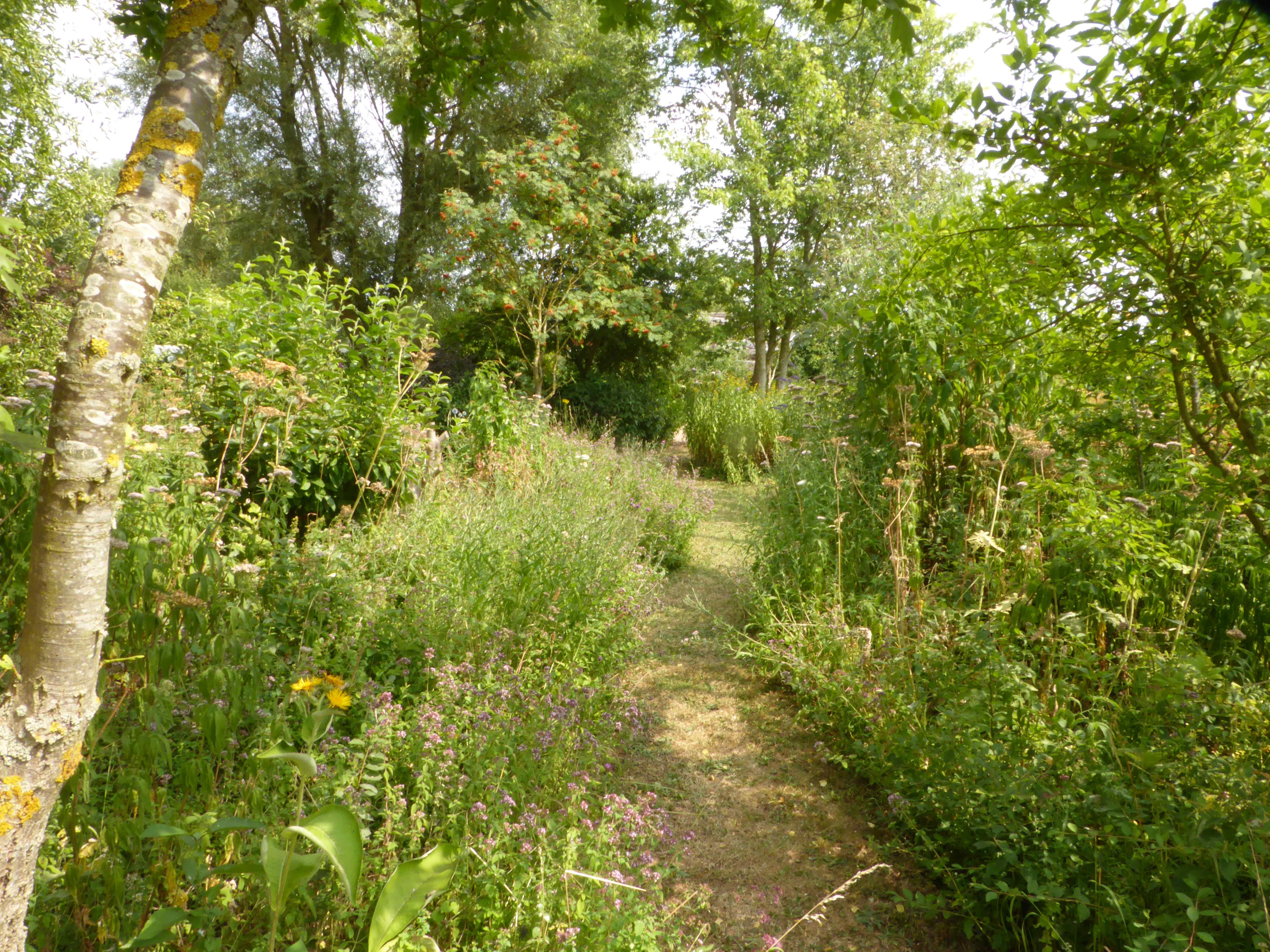 Mature Woodland Garden 2