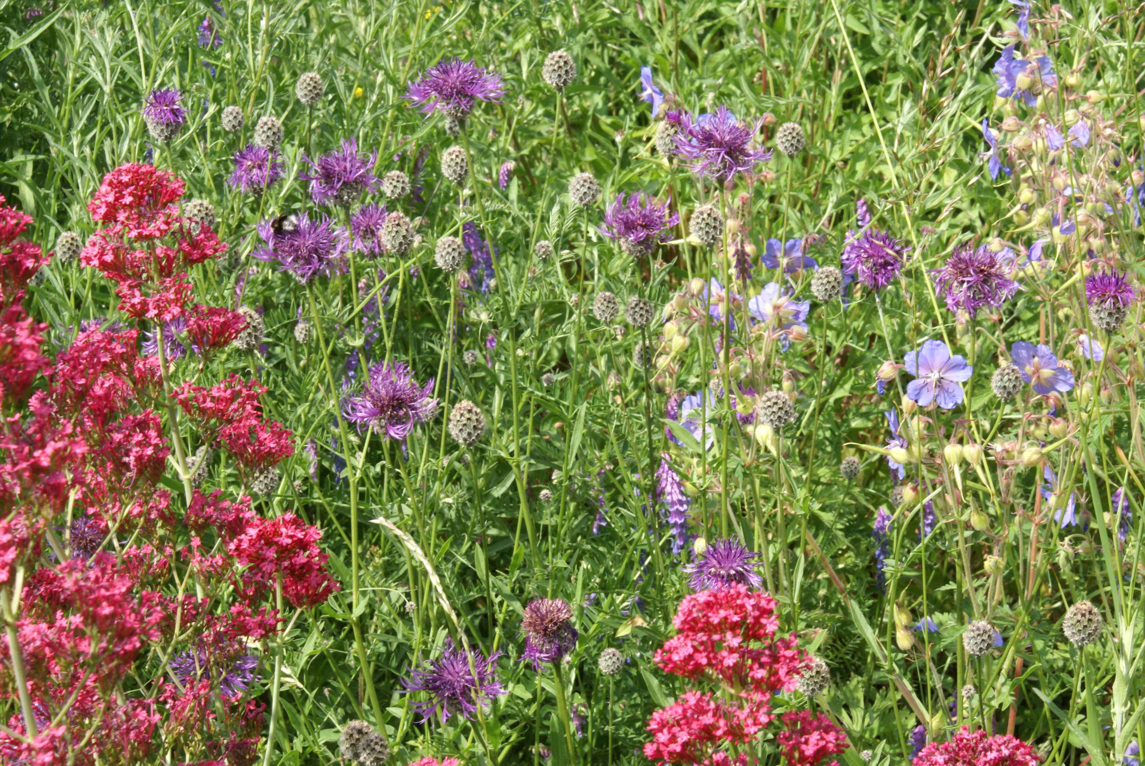 Nectar bonanza