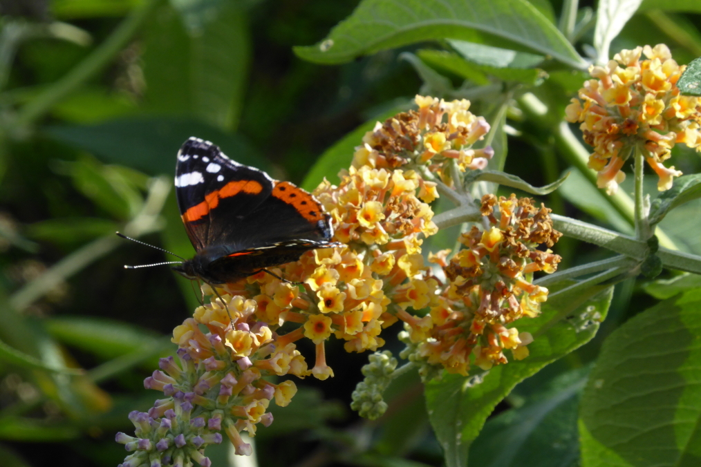 Red Admiral feeding on late flowering buddleia weyeriana