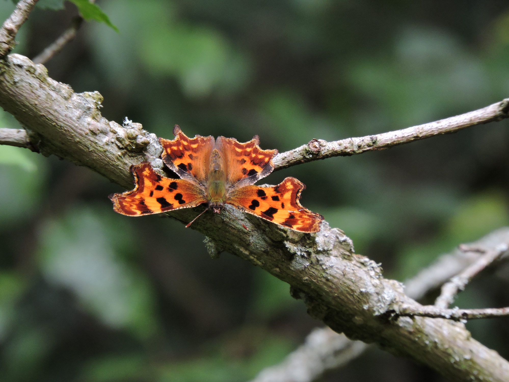 Comma basking in the spring sunshine
