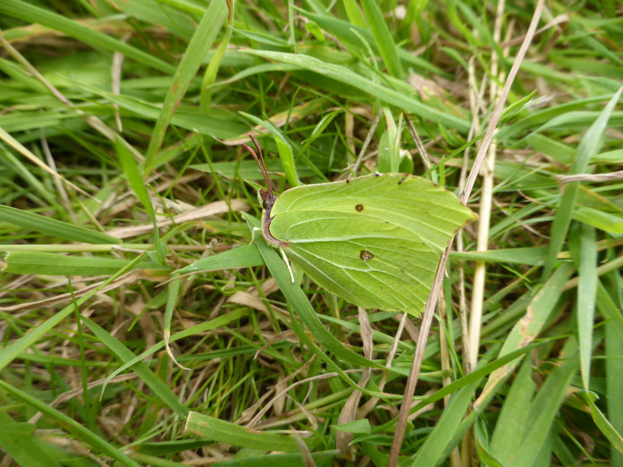 First male Brimstone of the year