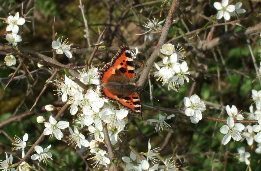 Small Tortoiseshell fresh out of hibernation feeding from blackthorn blossom