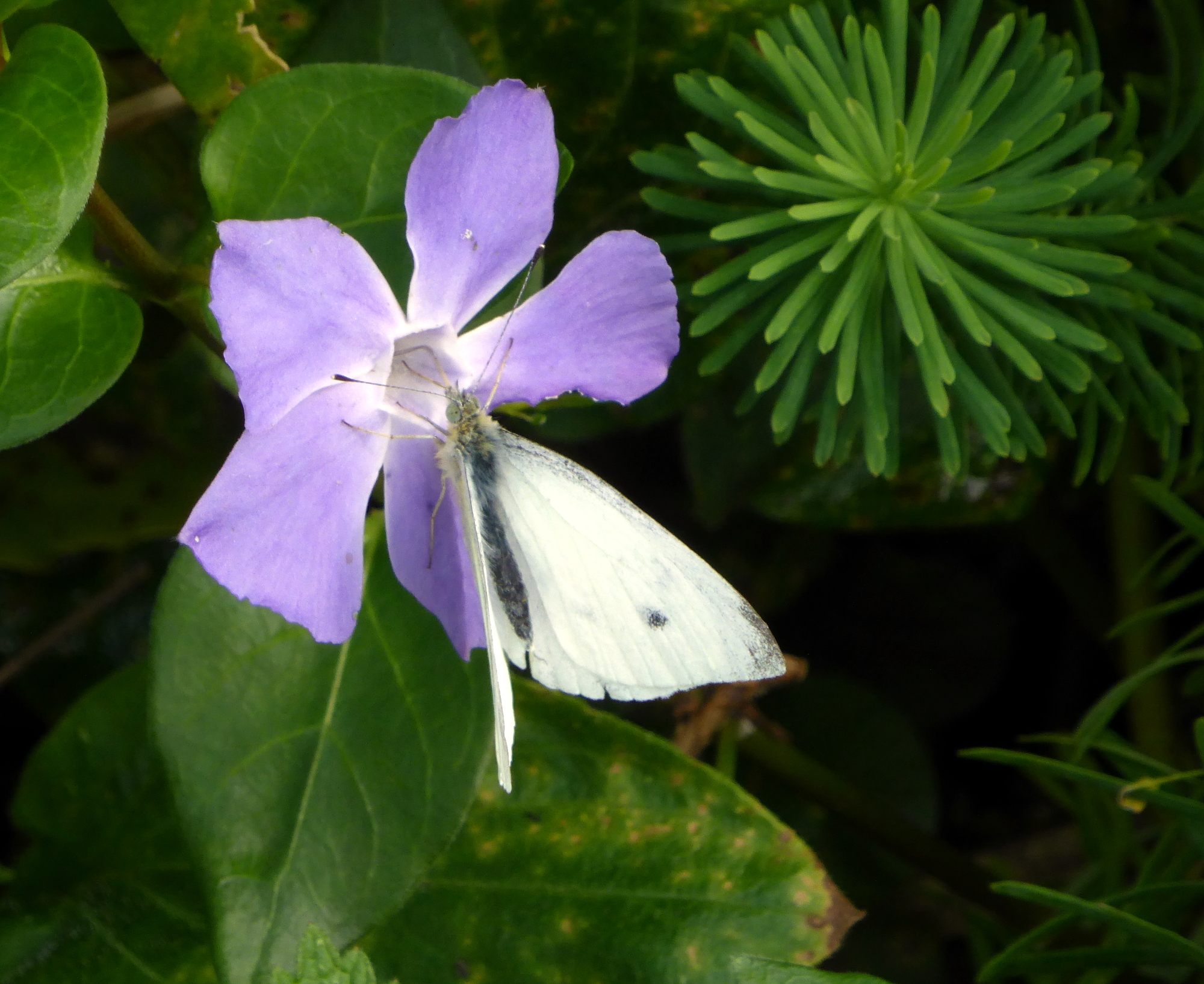 Small White feeding on vinca