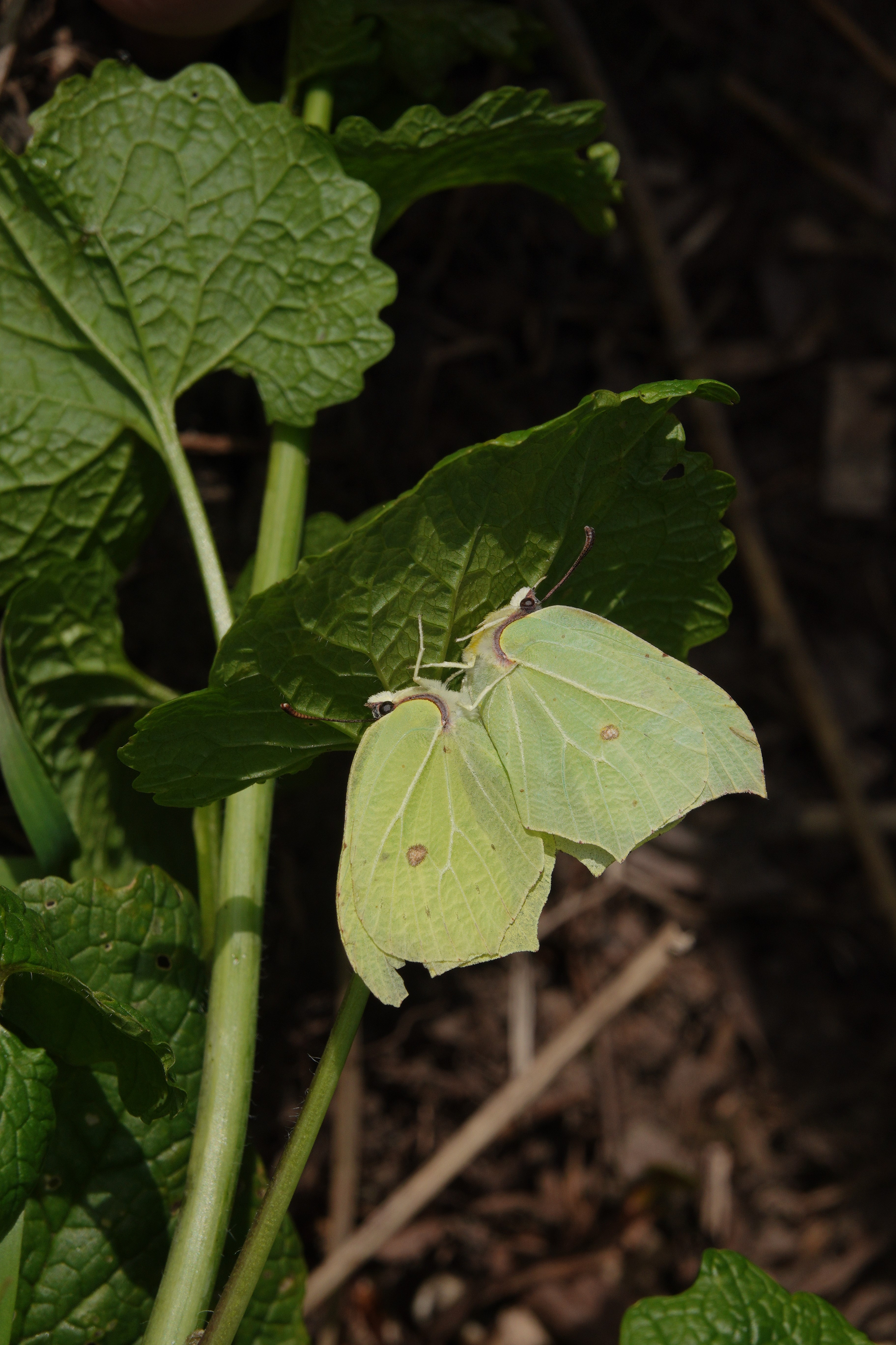Brimstones mating underneath a garlic mustard leaf.
