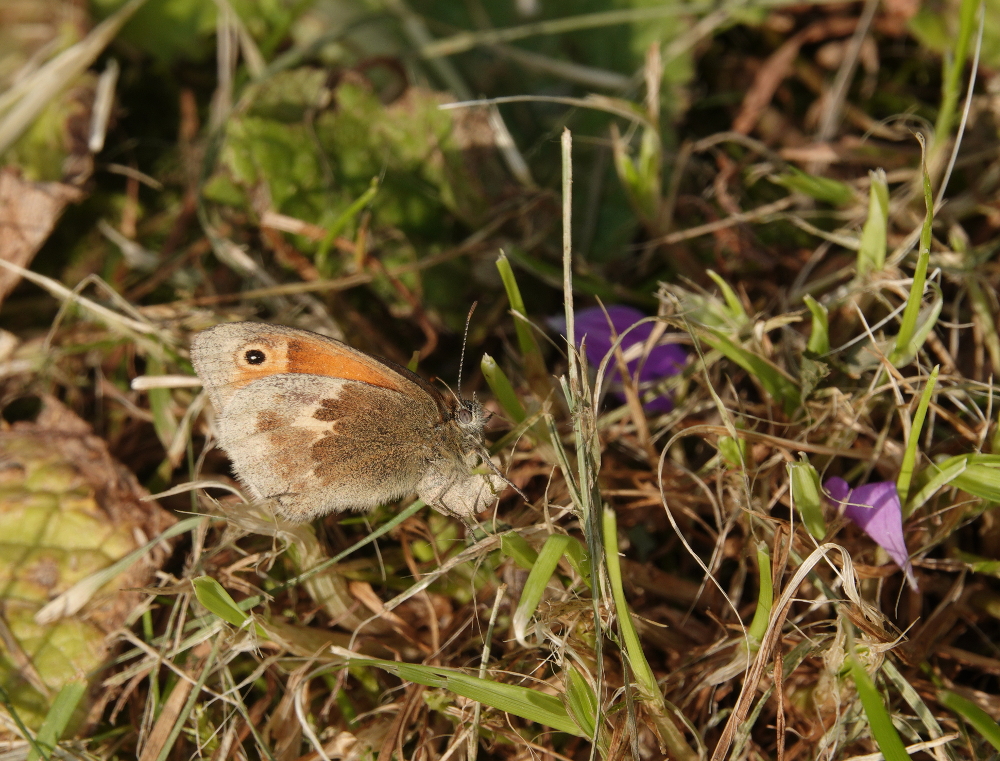 Small Heath laying eggs