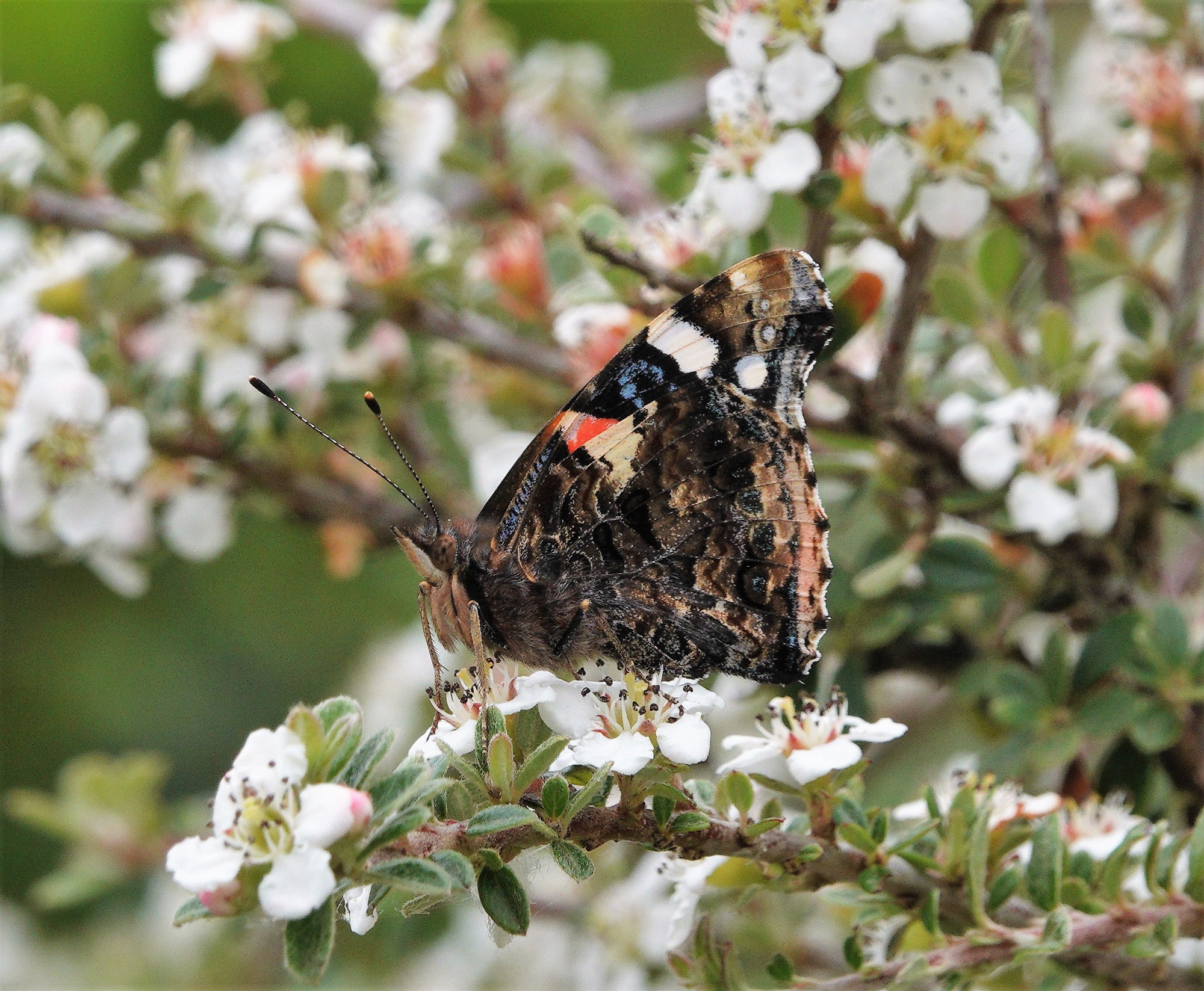 The exquisiite markings of the Red Admiral underside