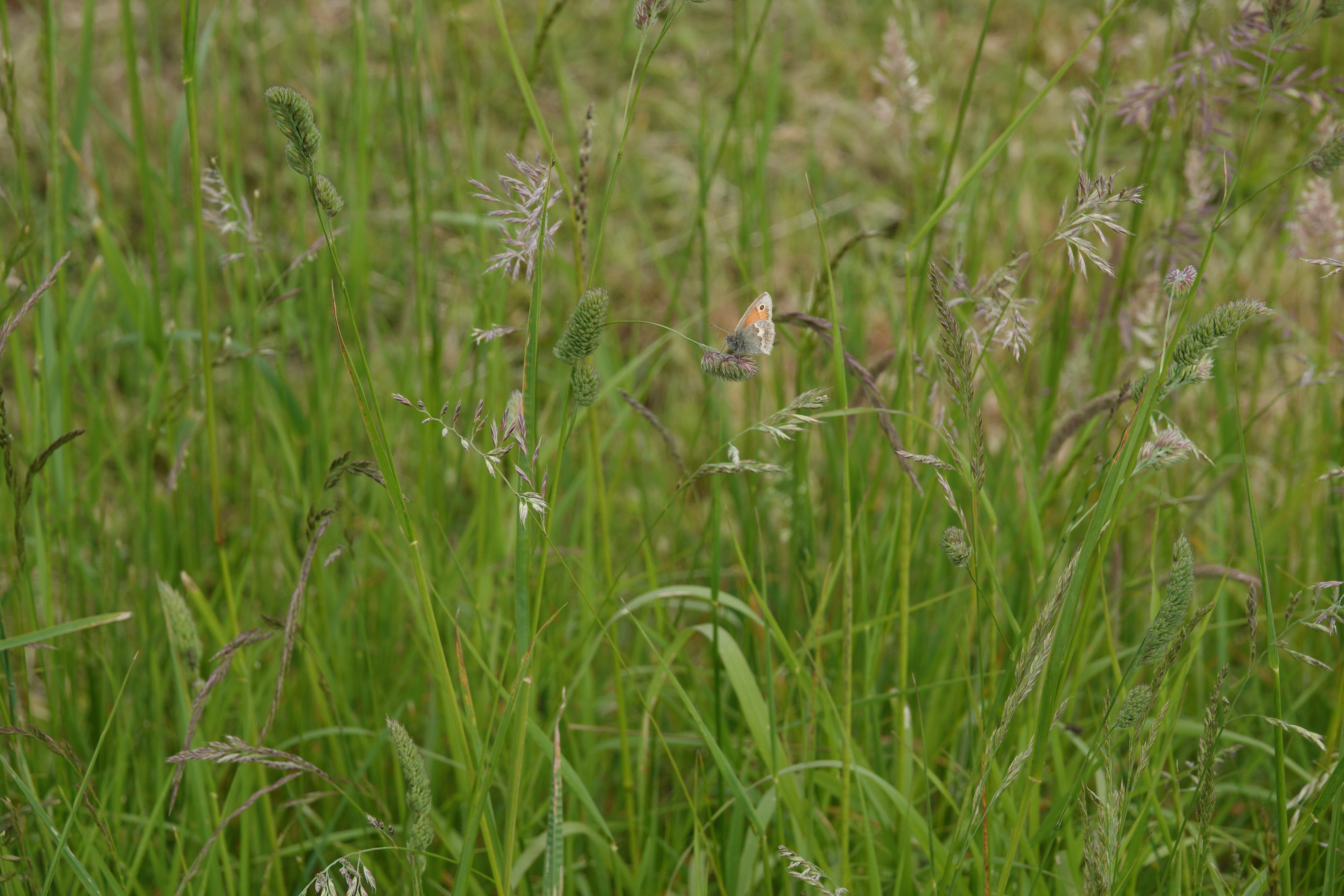 SMALL HEATH IN A MEADOW.