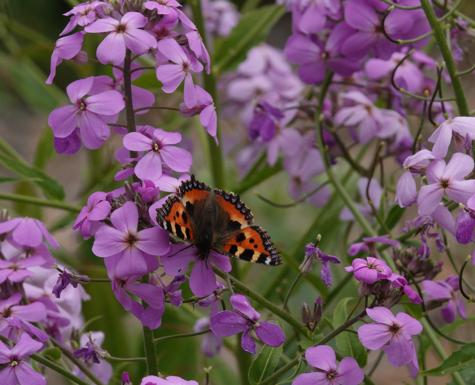 Small Tortoiseshell on dame's-violet