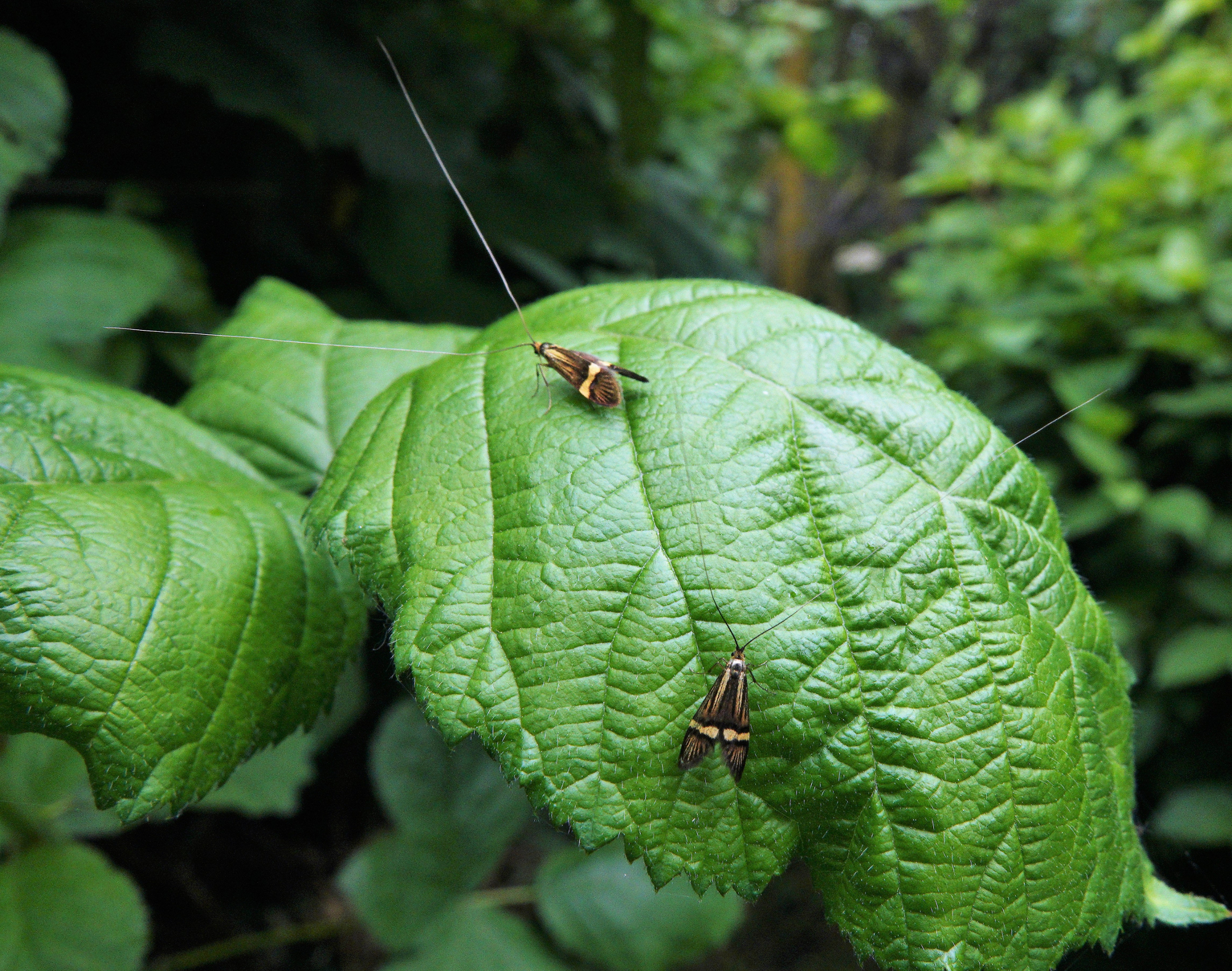 Yellow-barred Longhorn