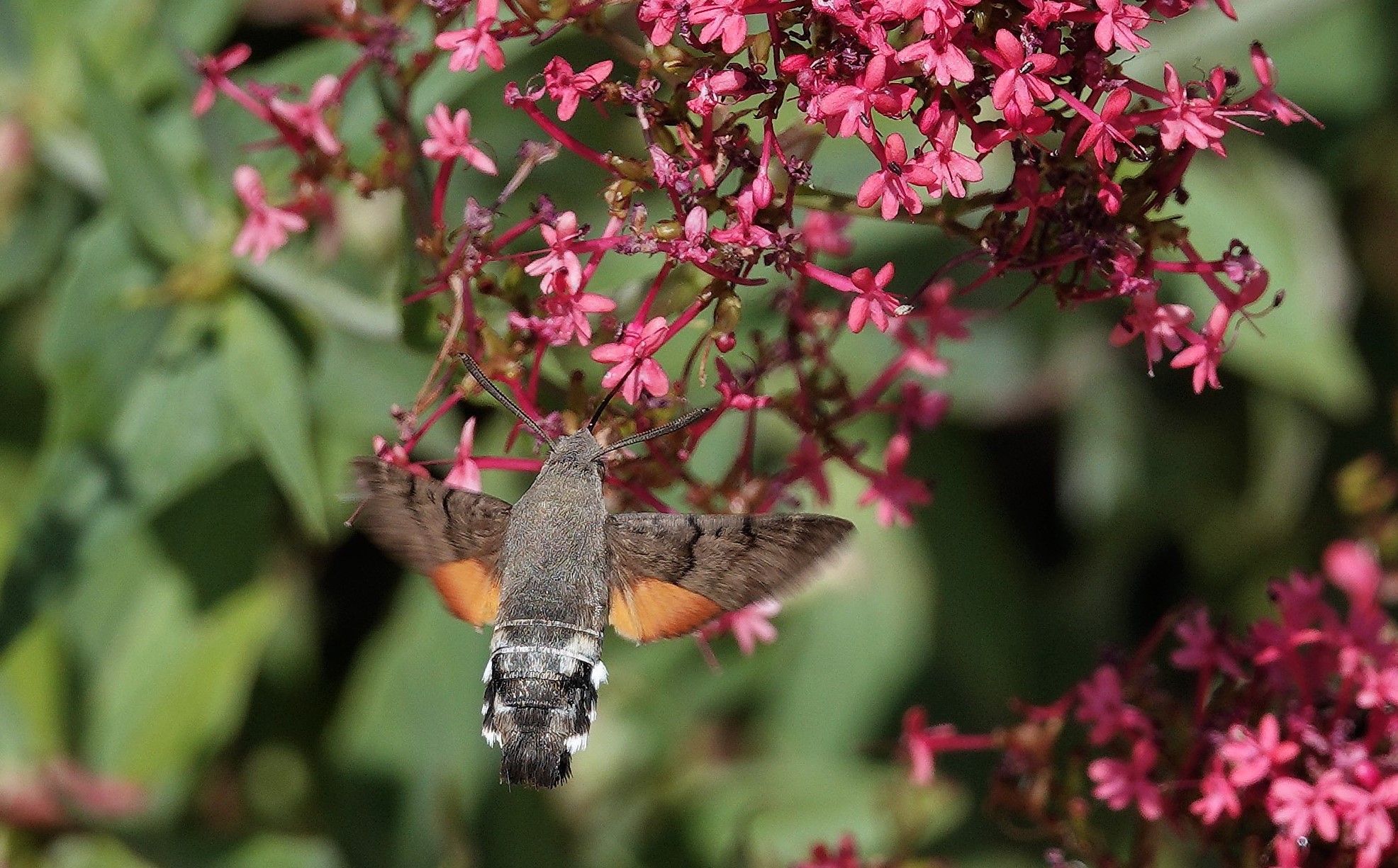 Humming-bird Hawk-moth