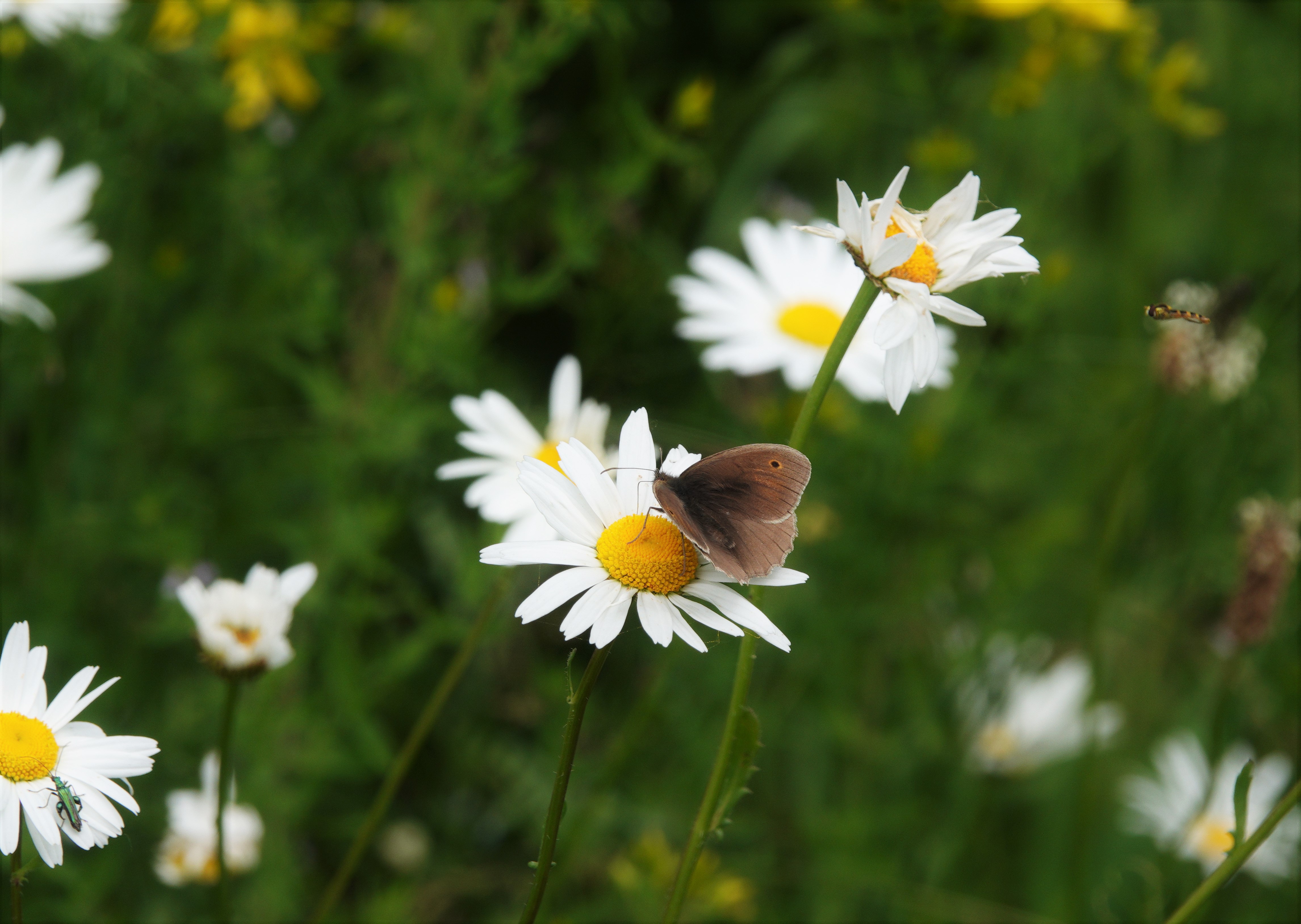 the ox-eye insect habitat