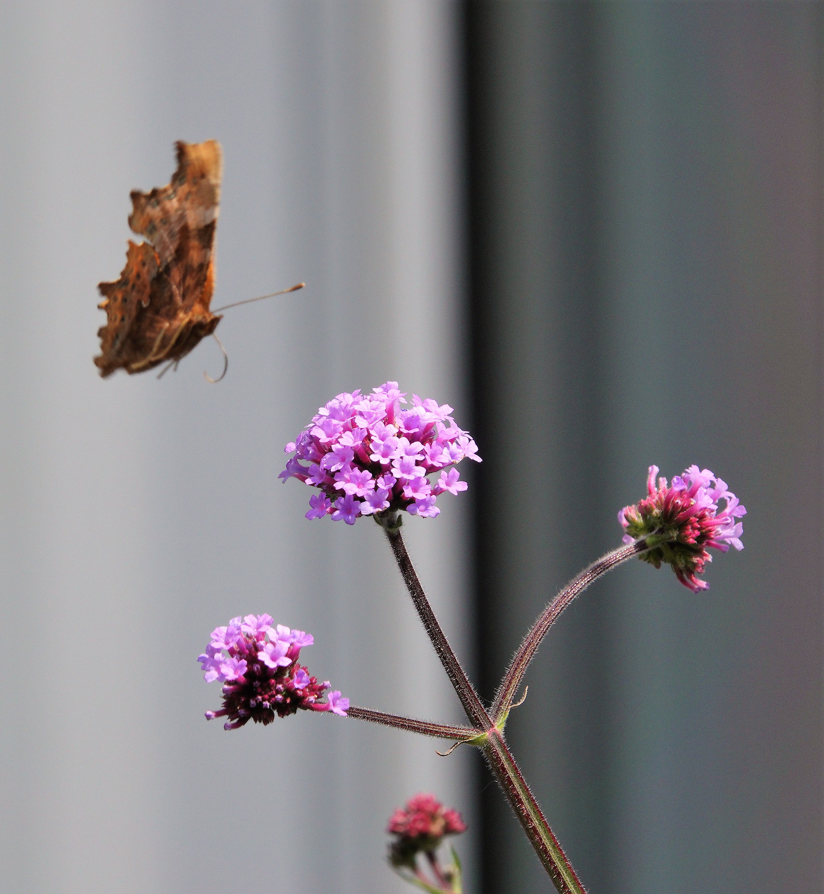 Comma captured in flight