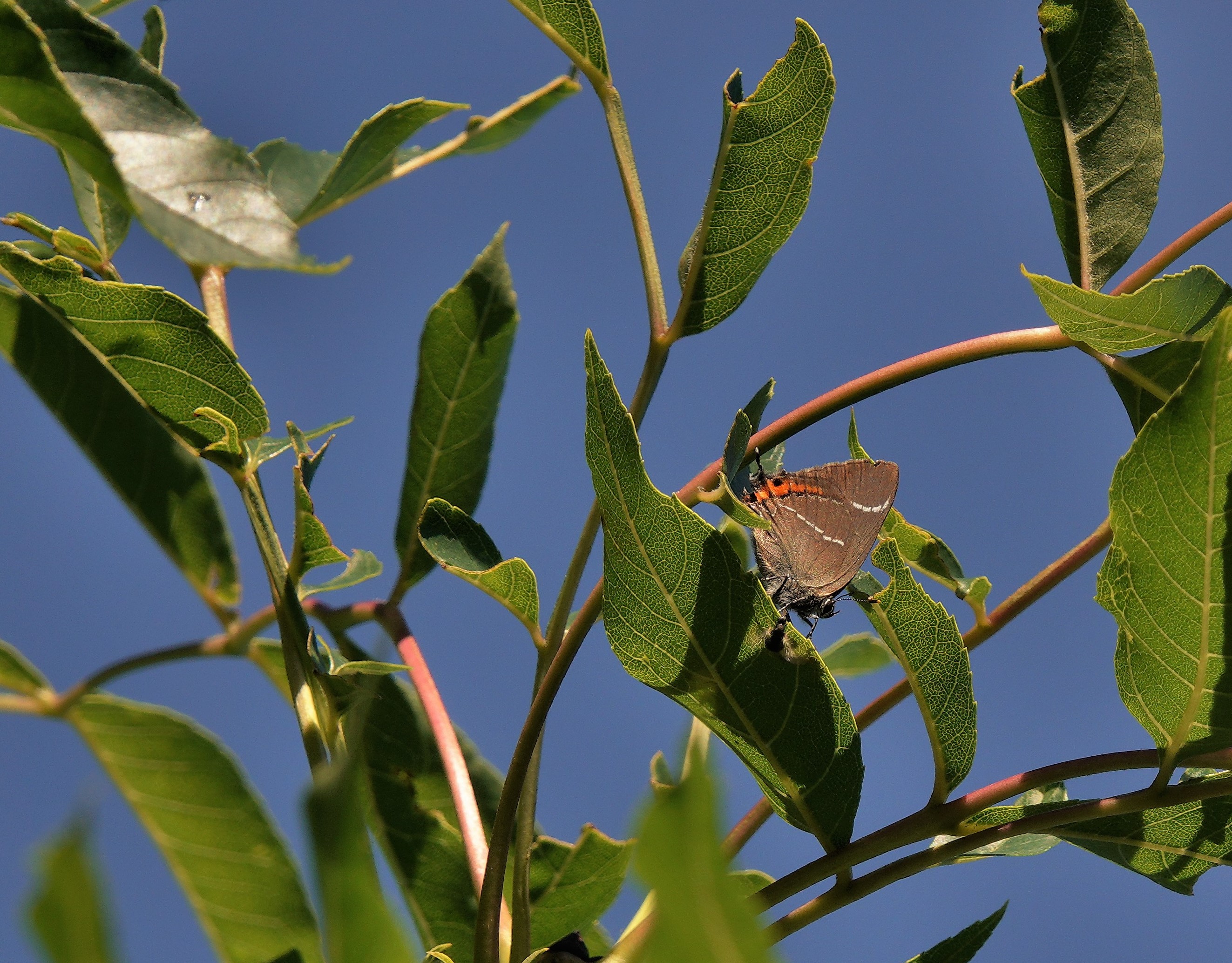 White-letter Hairstreak in an ash tree