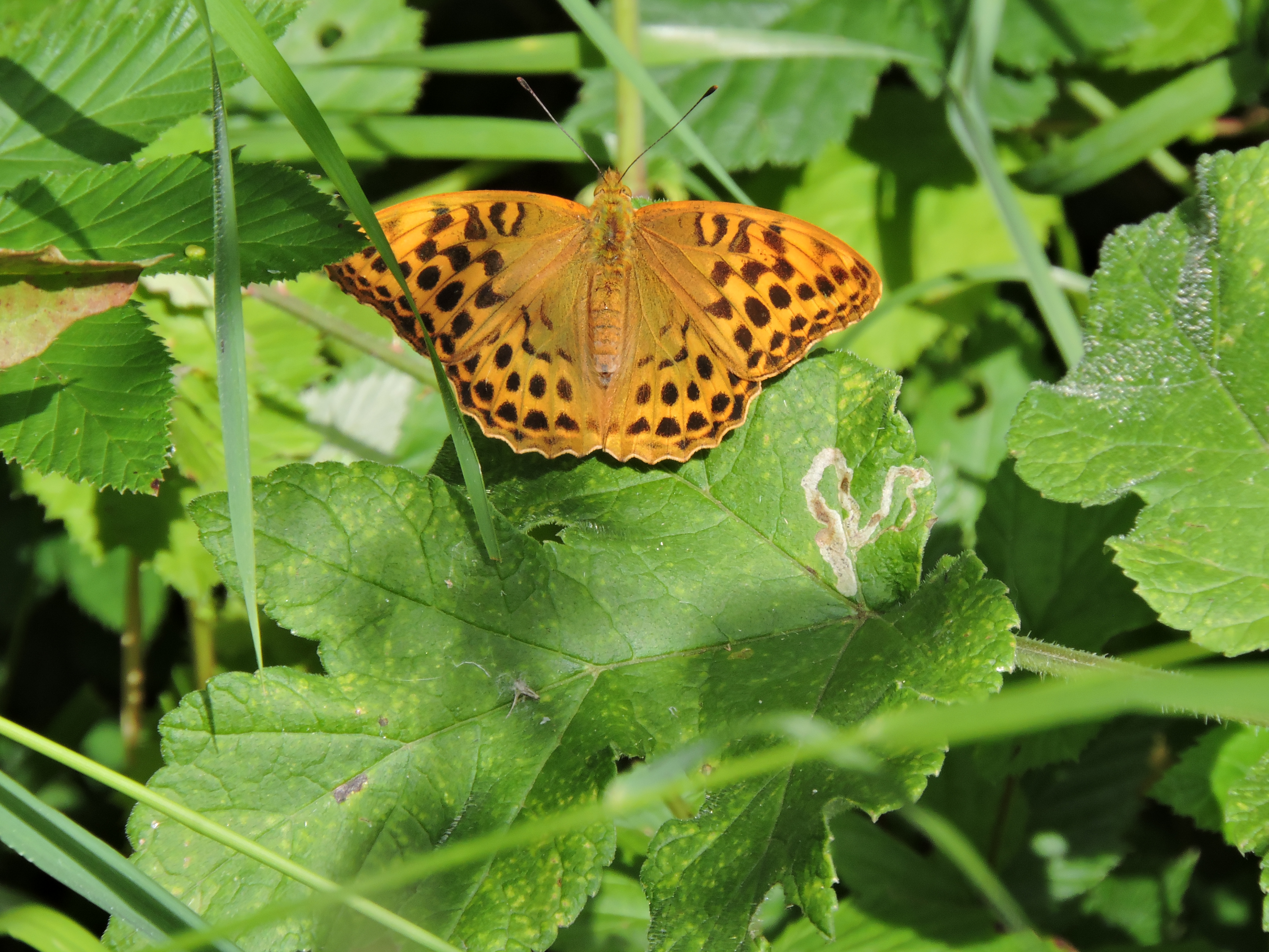 female Silver-washed Fritillary basking