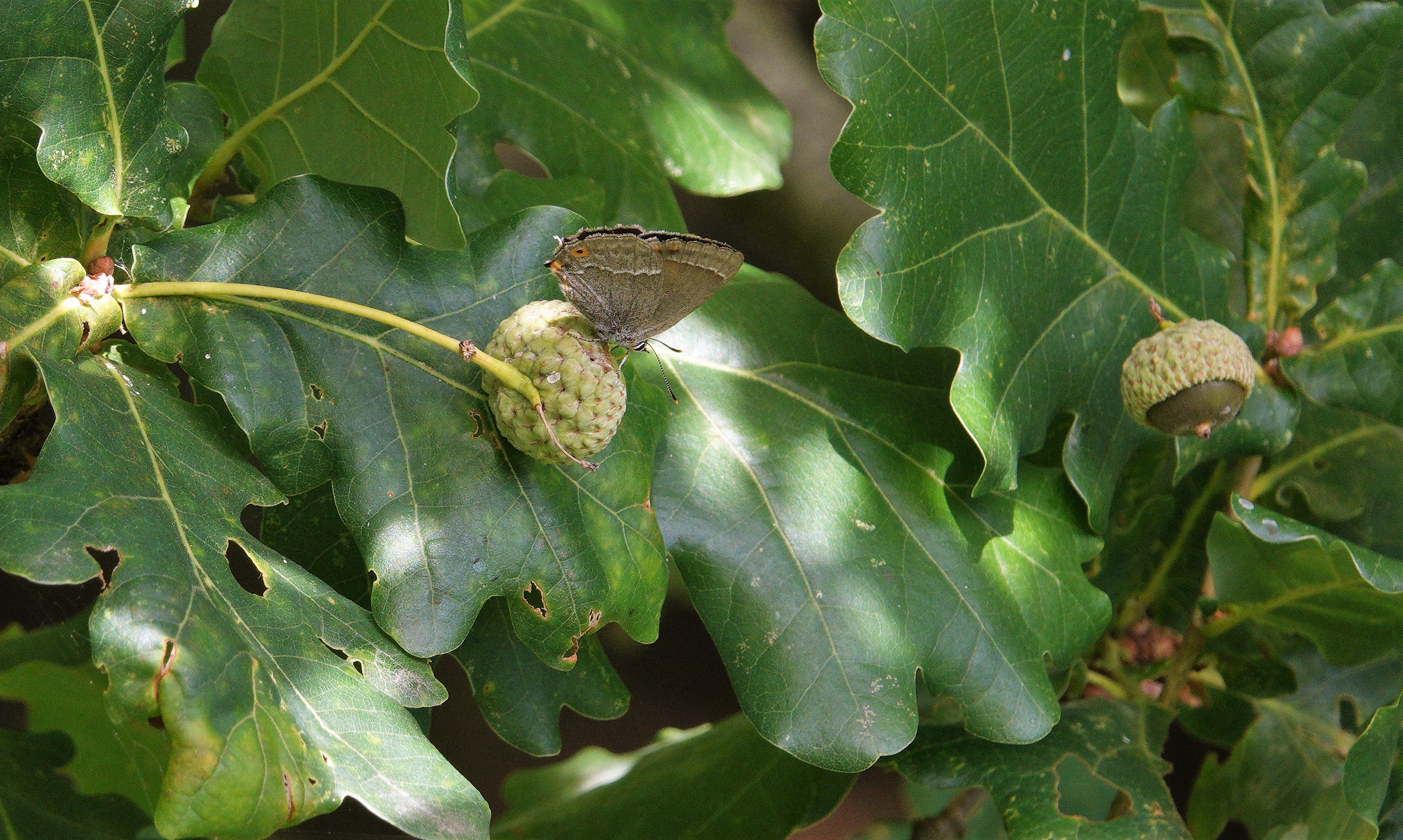 Purple Hairstreak obtaining nourishment from an acorn.