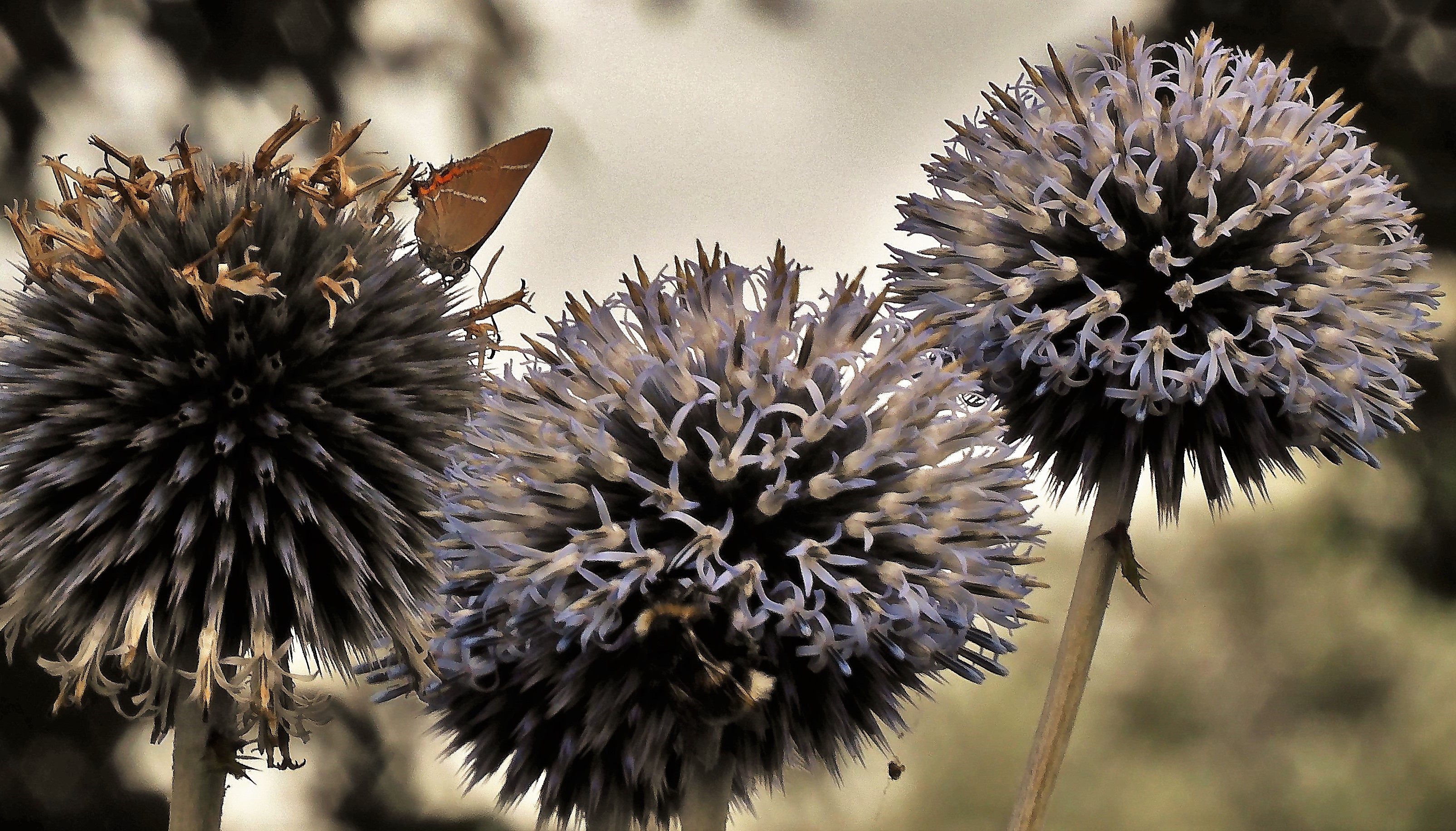 White-letter Hairstreak feeding on globe thistle
