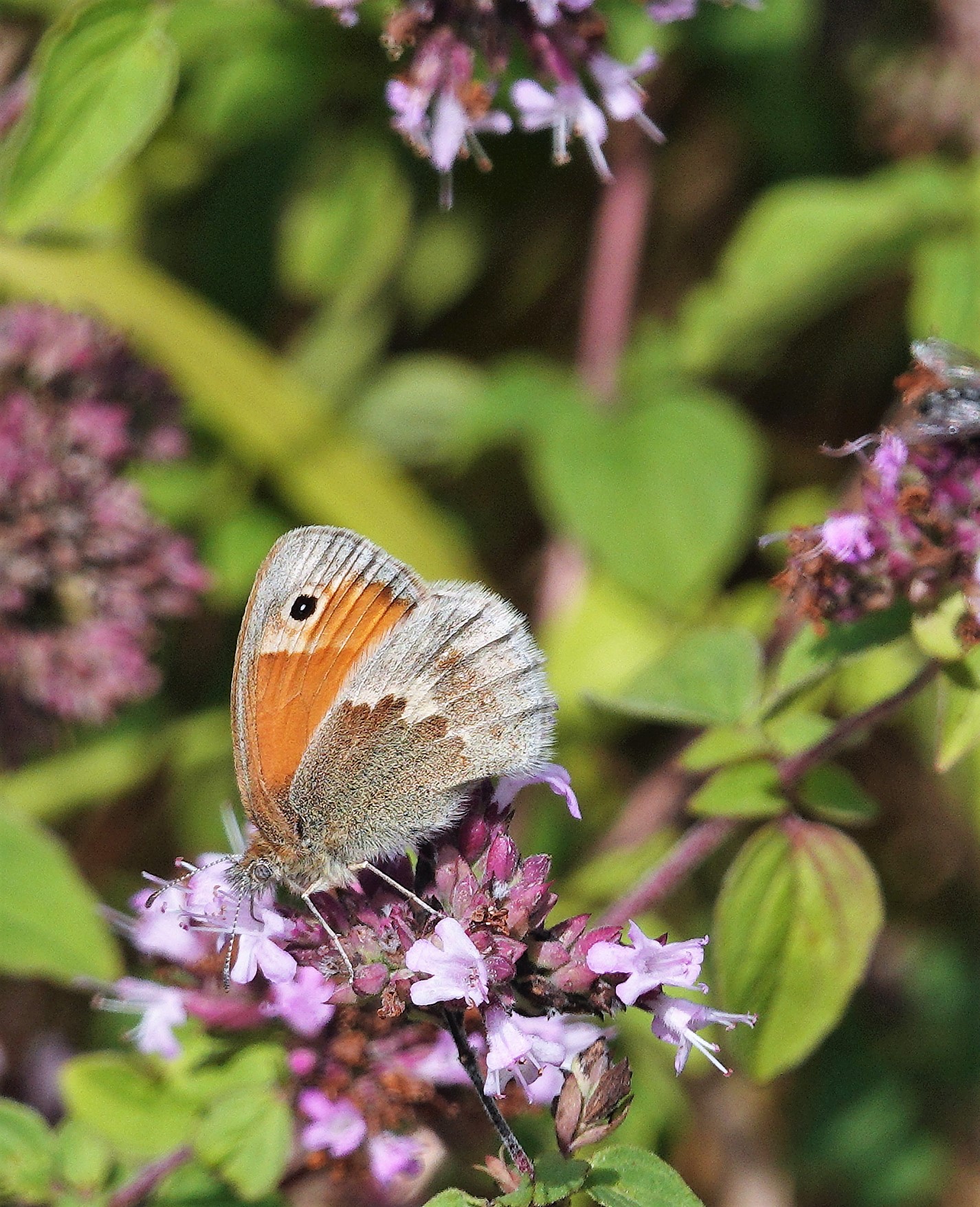 Second brood Small Heath feeding on marjoram