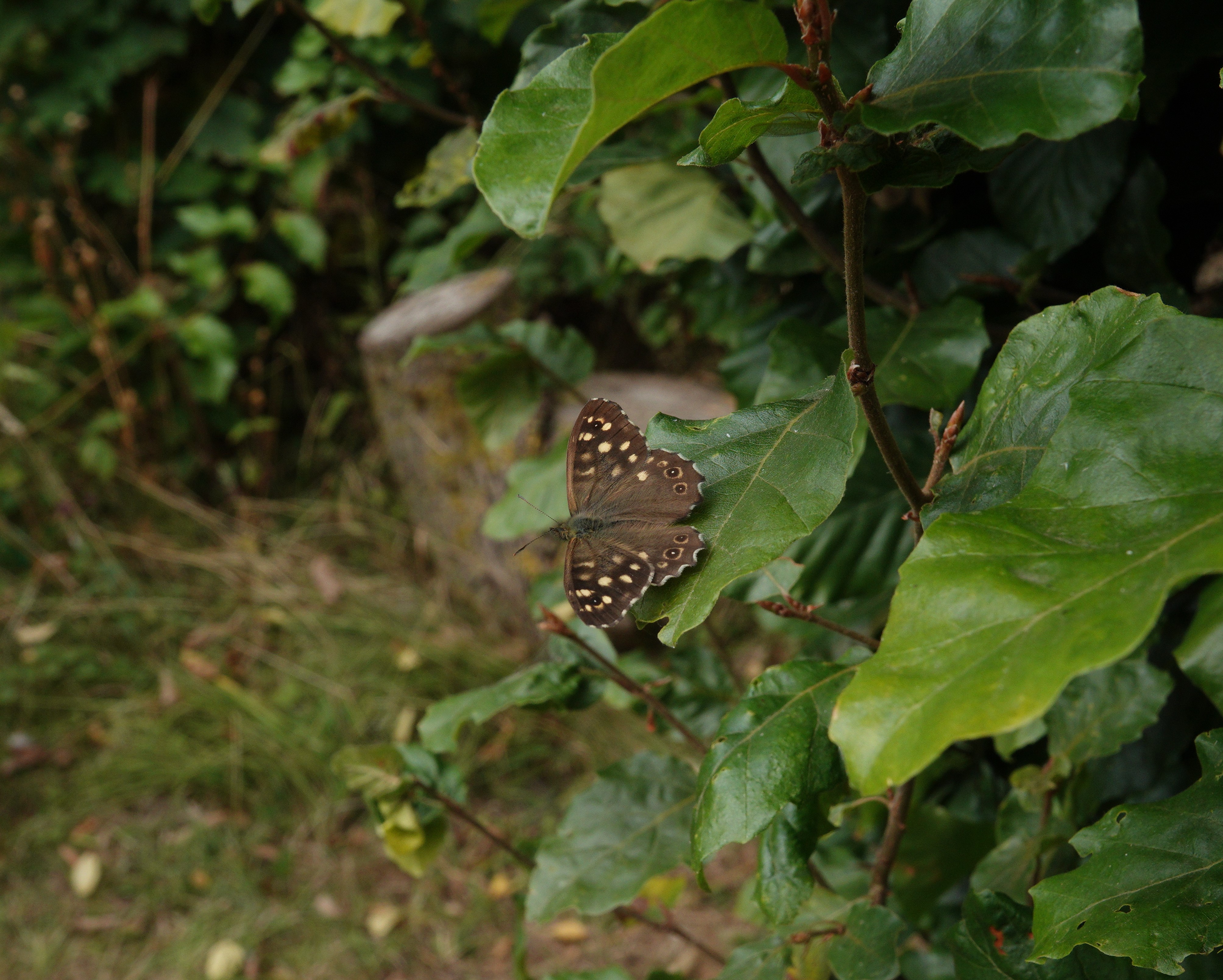 Male Speckled Wood perched in a bush waiting to pounce on any females flying past!