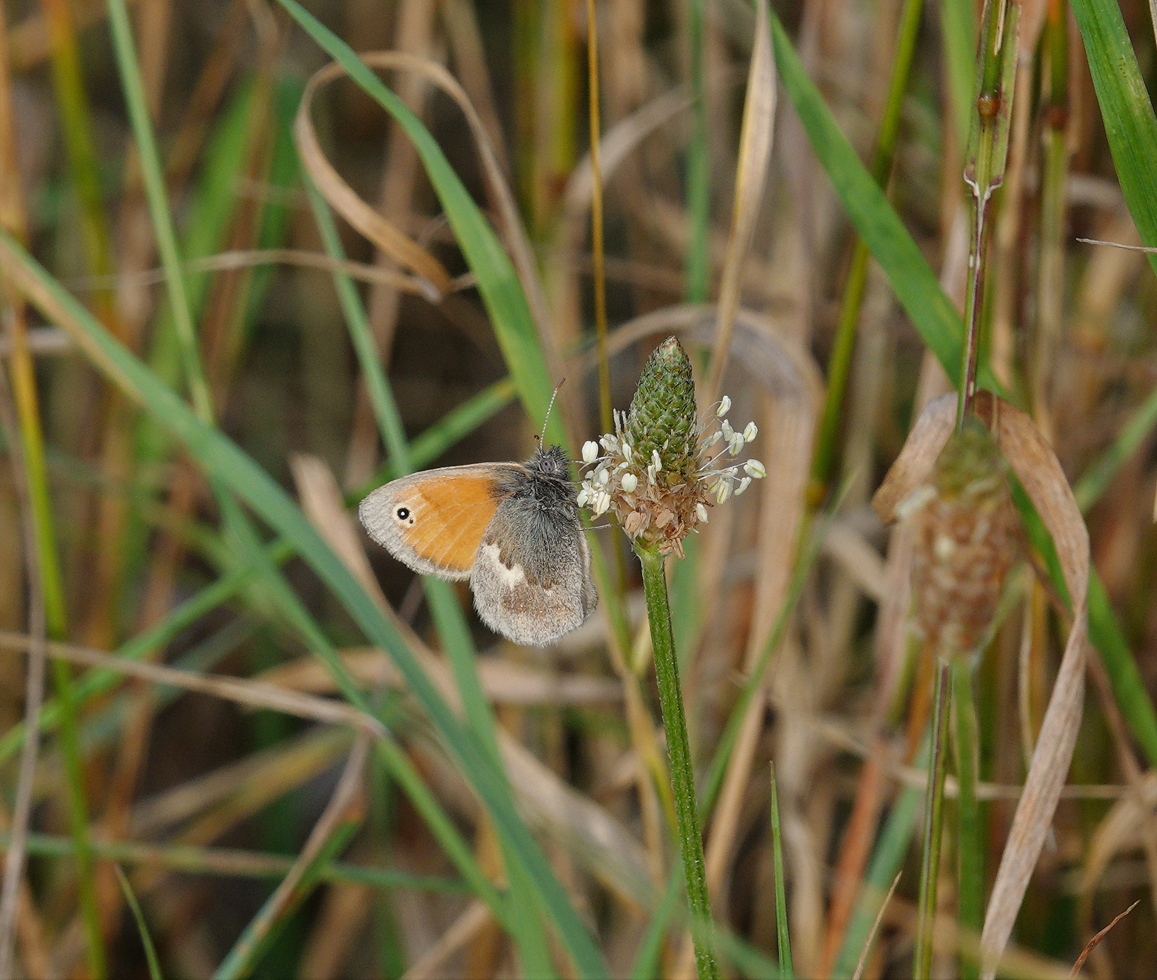 Small Heath aberration with tiny extra spot under the main one