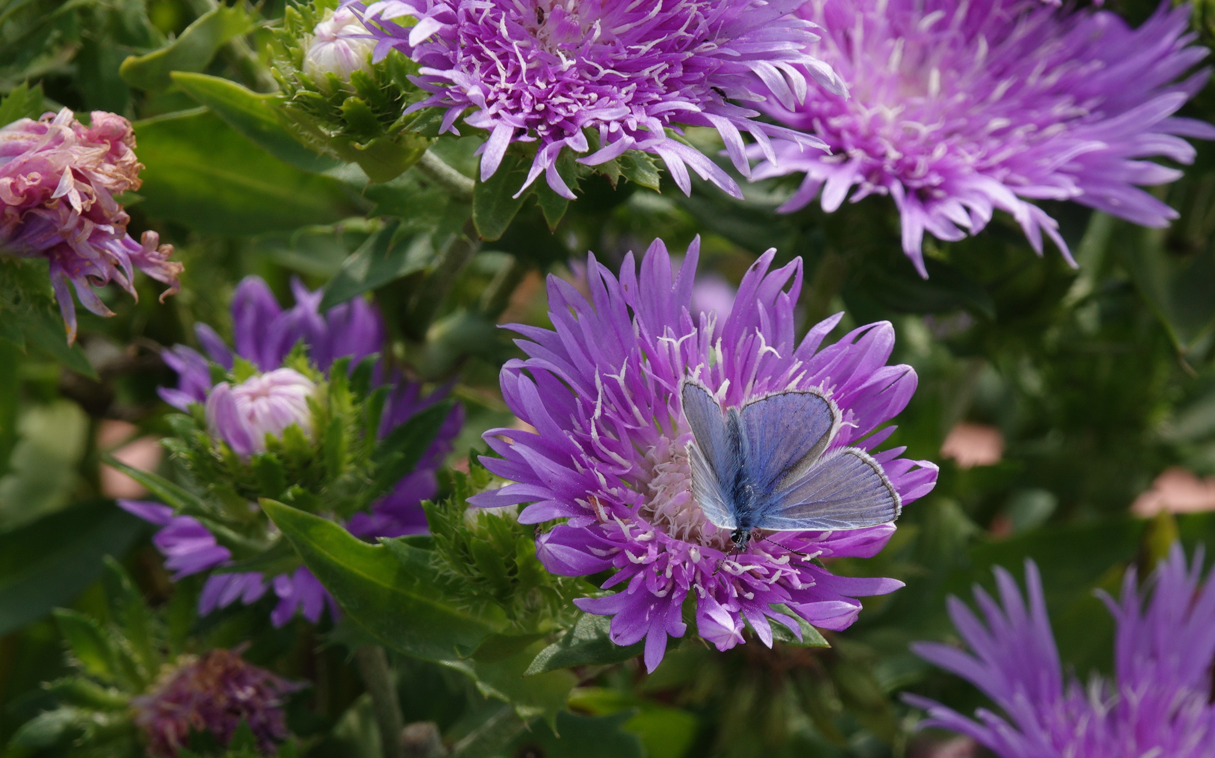 Male Common Blue feeding on stokesia