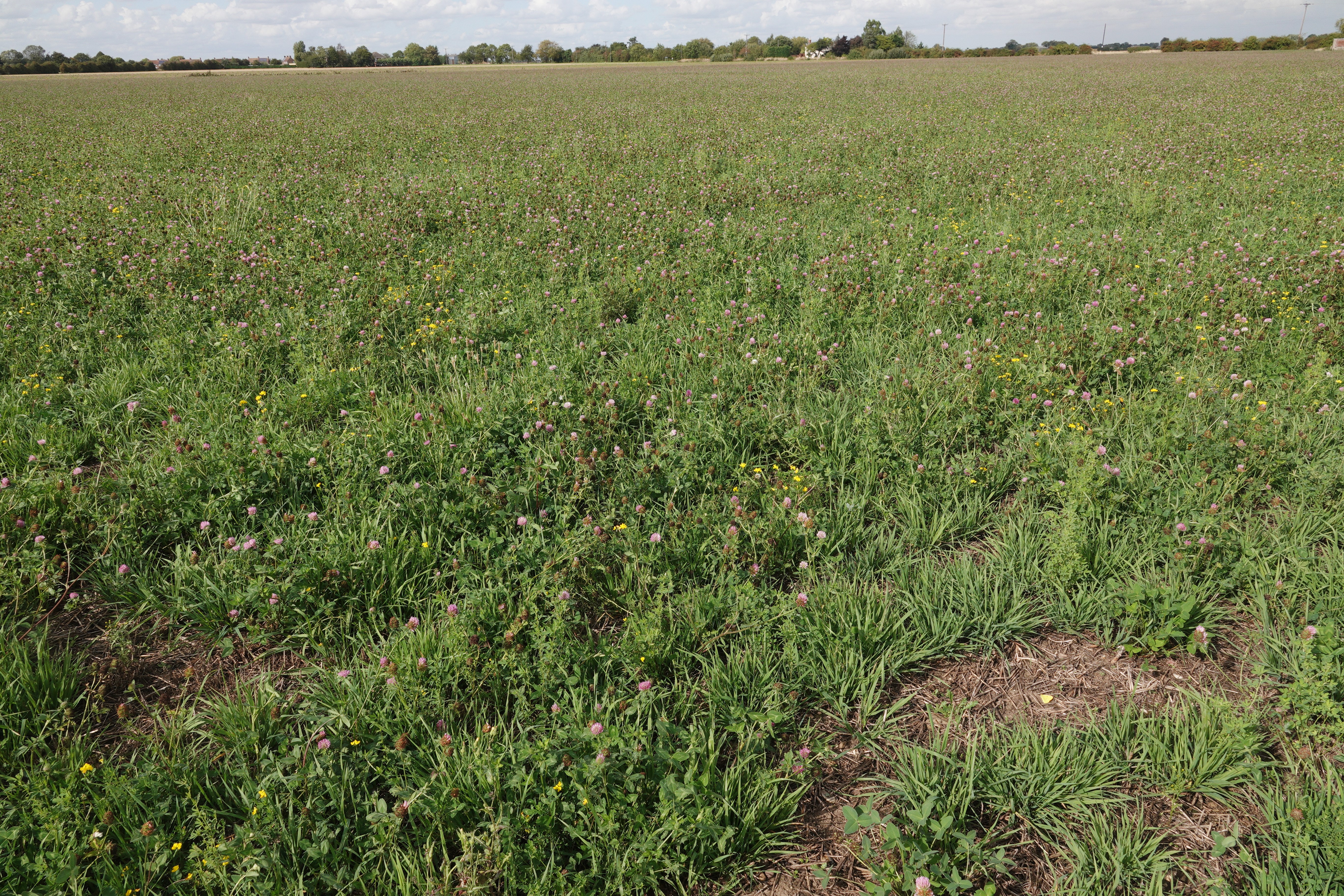 Spot the Clouded Yellow. The clover field just down from our garden