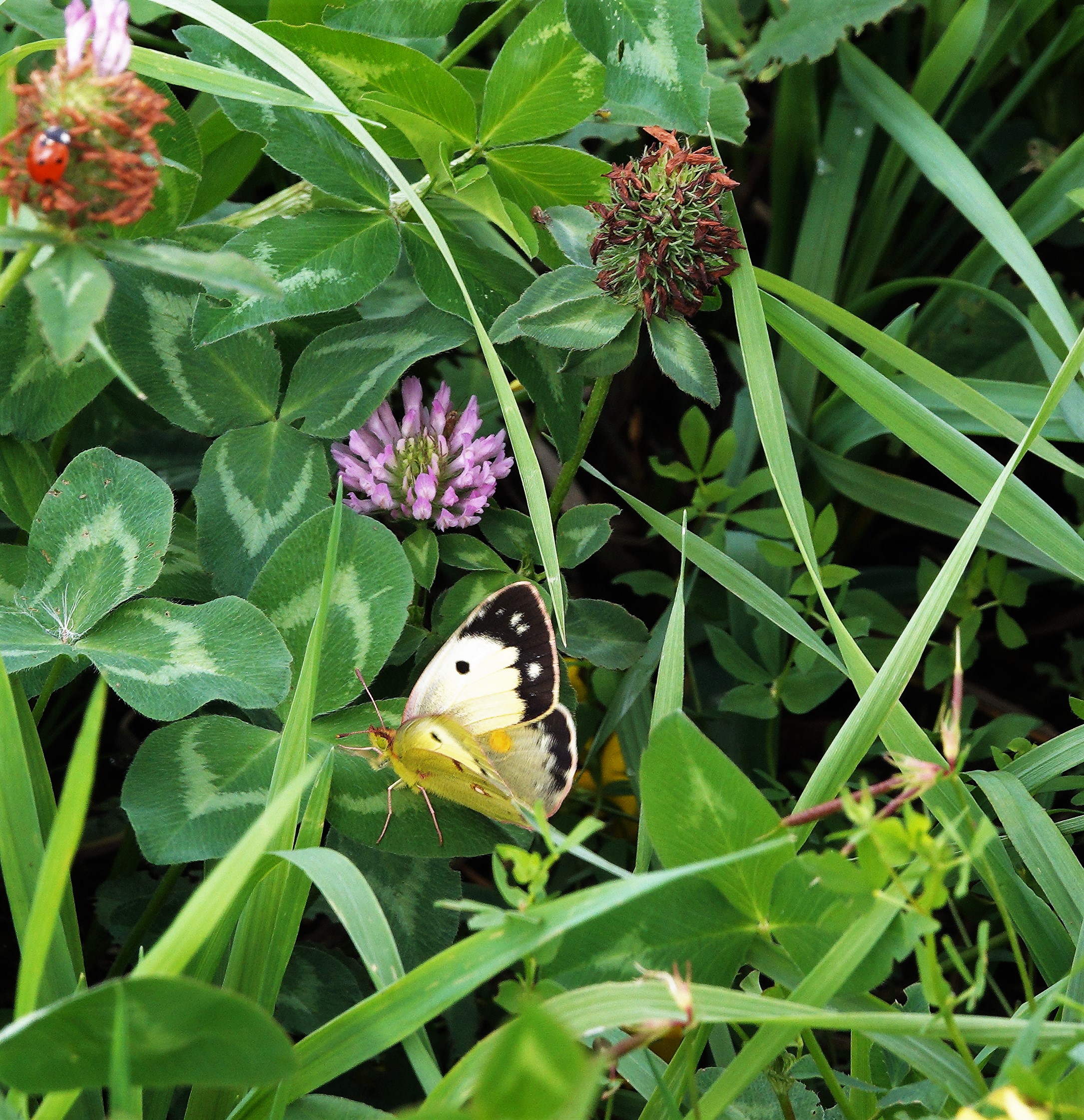 helice form of the female Clouded Yellow