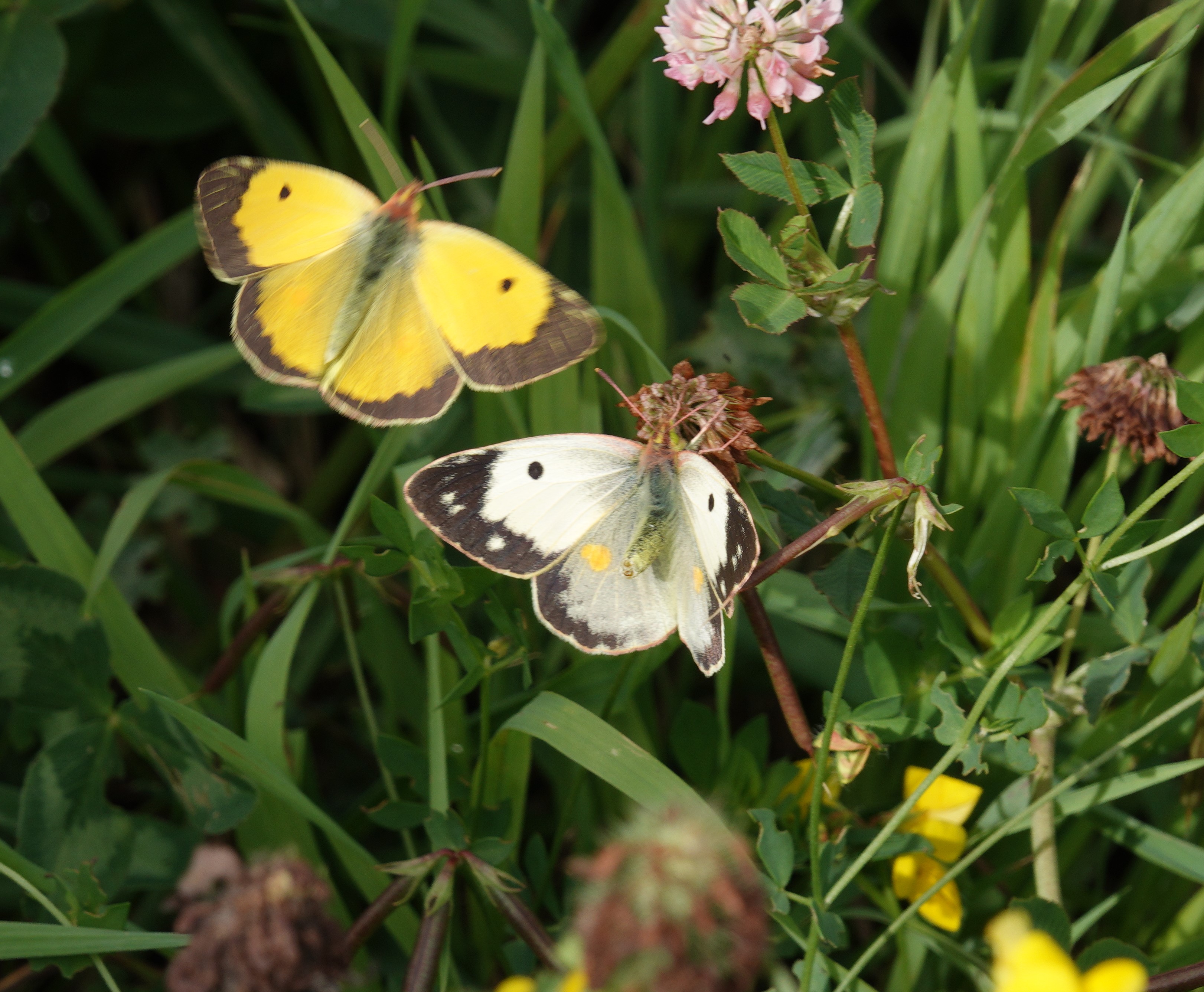 Helice female being serenaded by a male