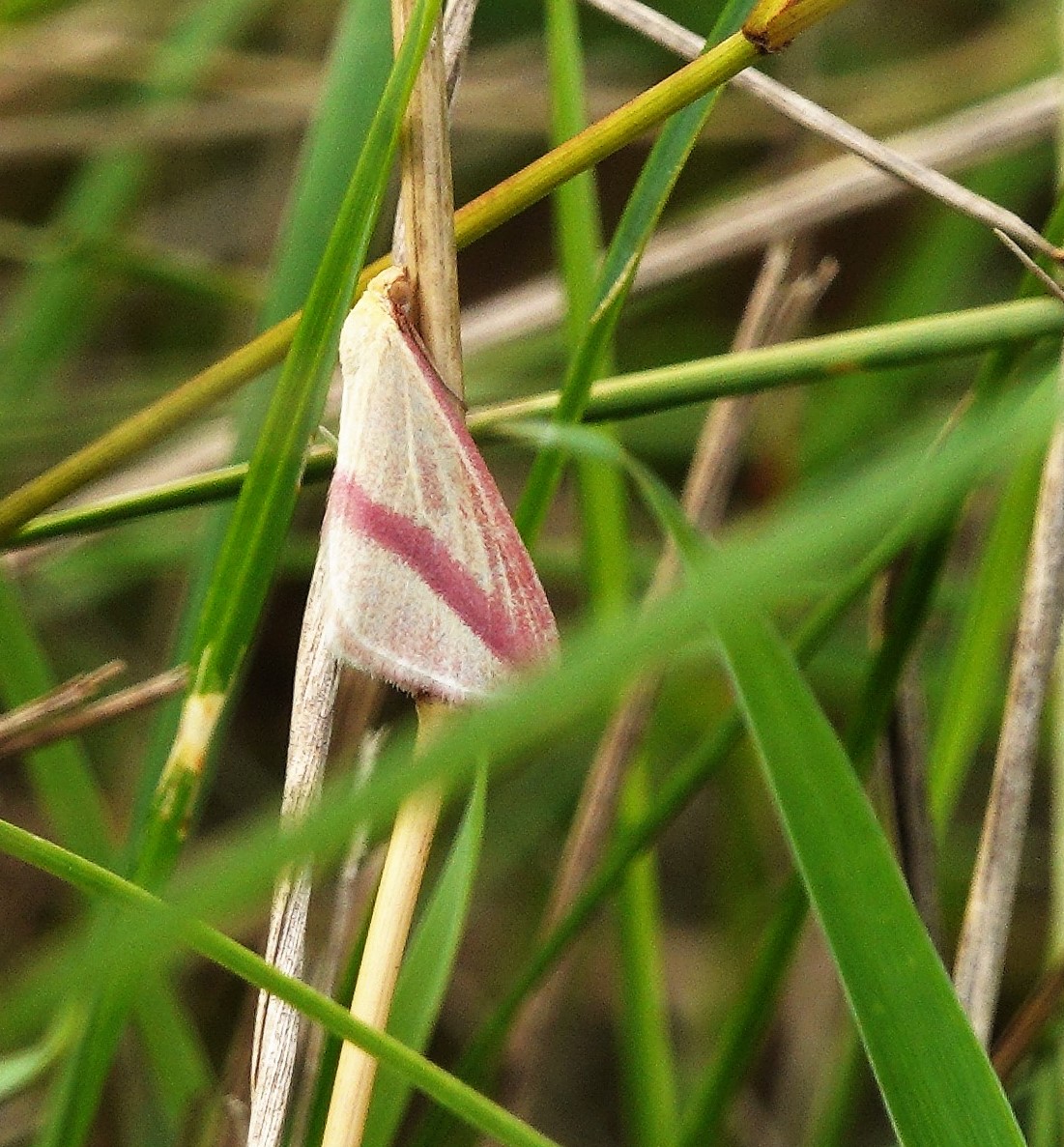 The migrant Vestal moth